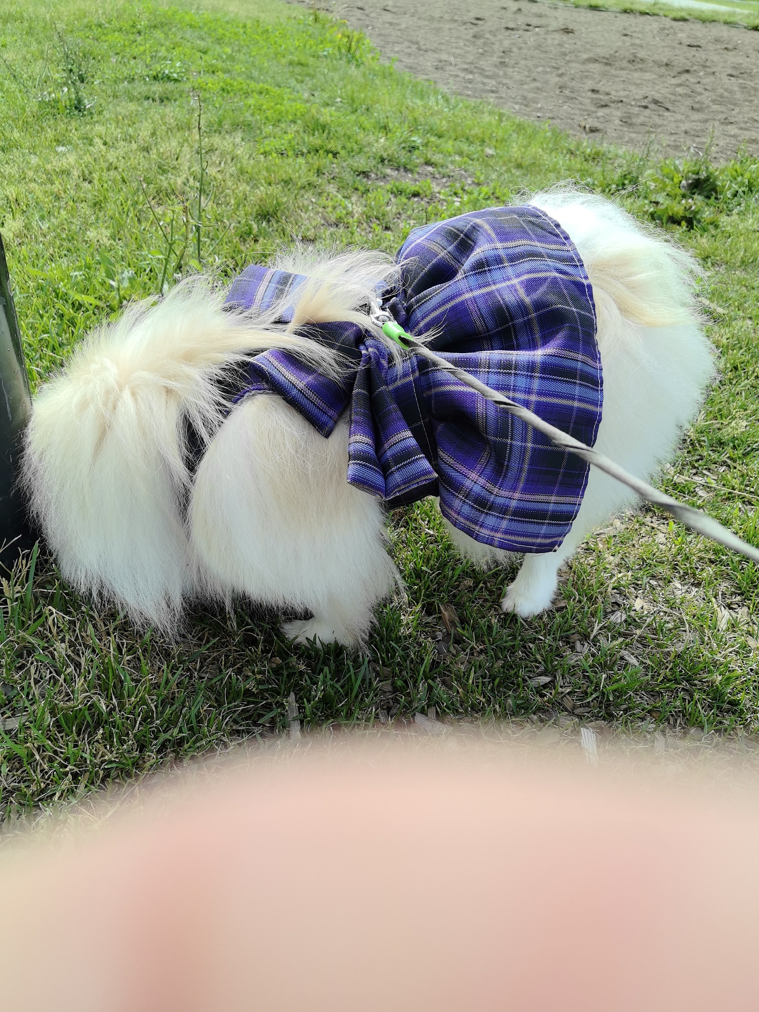A fluffy white dog, possibly a Pomeranian, is standing on a patch of grass. The dog is wearing a purple plaid fabric garment with a large bow, which is cinched around its body. A leash is attached to the garment. The background consists of more grass and a dirt path. The image is taken from a low angle, with a blurred pink shape, likely a finger, obscuring the bottom portion of the frame. The overall scene suggests an outdoor setting in a park or similar public space. The location in Neftekamsk, Russia, is not discernible from the visual information provided in the image.