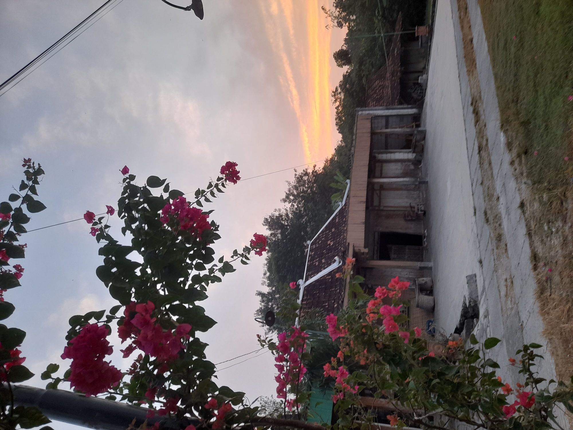 The image captures a serene sunset scene in Pulokulon, Indonesia, dominated by vibrant bougainvillea flowers in shades of pink and orange cascading from the left. The flowers frame a view of a modest, single-story building with a tiled roof and open-fronted sections, suggesting a workshop or communal area. A concrete courtyard surrounds the structure, with dry grass and a well-maintained lawn bordering it. The sky above is a soft blend of pale blue and warm orange hues, characteristic of dusk. Overhead, power lines stretch across the frame, with a street lamp visible on the right. The overall atmosphere is peaceful, showcasing a blend of natural beauty and rural Indonesian architecture.