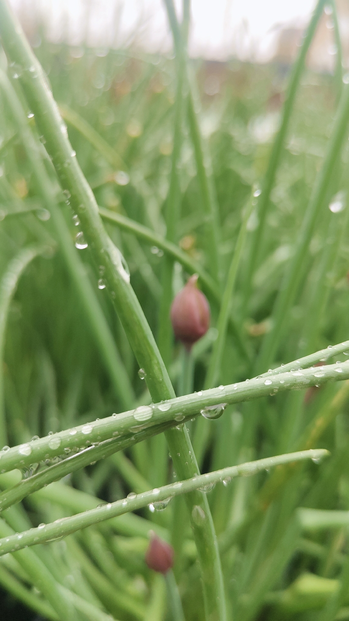 The image shows a close-up of chives, likely growing in a garden. The chives are green and covered in water droplets, indicating recent rain or watering. There are also a couple of bulb-like chive flower buds visible, purplish-red in color. The background is blurred. There is no indication this photograph was taken in Krasnoyarsk, Russia.