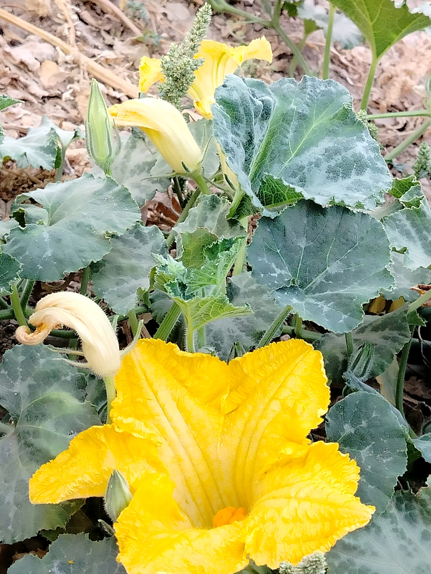 The image shows a close-up of a yellow squash flower with large, green, lobed leaves. The flower is open and vibrant yellow, with ruffled petals. A green, unopened bud is visible next to the flower. The leaves are broad and textured, with some appearing to have a slight powdery or dusty coating. The background is out of focus, showing dry, brown earth and some dried plant material. The scene appears to be outdoors, likely in a garden or field. There are no people or animals visible in the image. The image is taken from a slightly elevated angle, looking down at the flower and leaves. The overall lighting is natural daylight. The location is specified as Көлкент, Kazakhstan, suggesting a natural setting within this region.