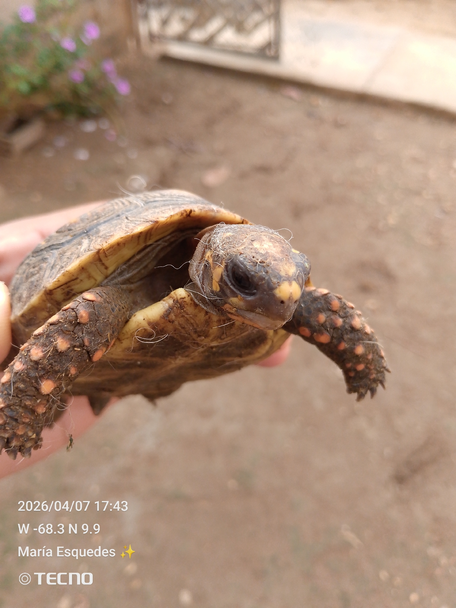 On April 7, 2026, at 17:43 local time in Tinaquillo, Venezuela, a person holds a Red-Footed Tortoise (Chelonoidis carbonarius). The latitude and longitude are W -68.3 and N 9.9, respectively. The foreground shows the tortoise in hand, focusing on its head, carapace, and limbs. The background is blurred, showing a dirt ground and some foliage.