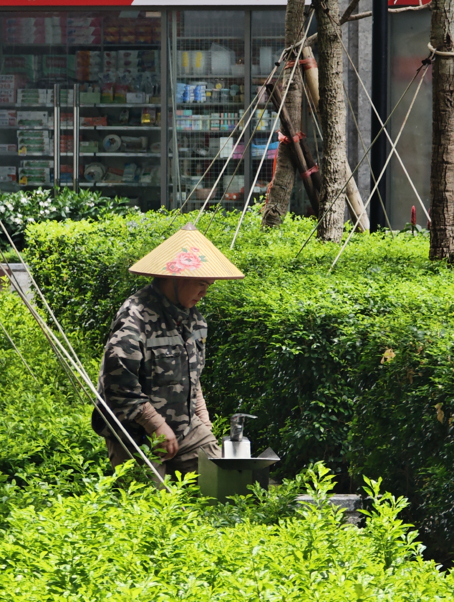 An individual, attired in a camouflage-patterned long-sleeved shirt and a floral-decorated conical straw hat, is positioned amidst dense green shrubbery. The person is leaning forward, directing attention towards a silver pump-top dispenser affixed to a small dark stand, partially obscured by the foliage. In the background, a commercial building with large glass windows reveals shelves stocked with various retail products. Multiple tree trunks, stabilized by ropes and wooden supports, are visible throughout the midground. The scene depicts urban landscape maintenance in Hà Nội, Vietnam, characterized by abundant tropical vegetation and typical city infrastructure.