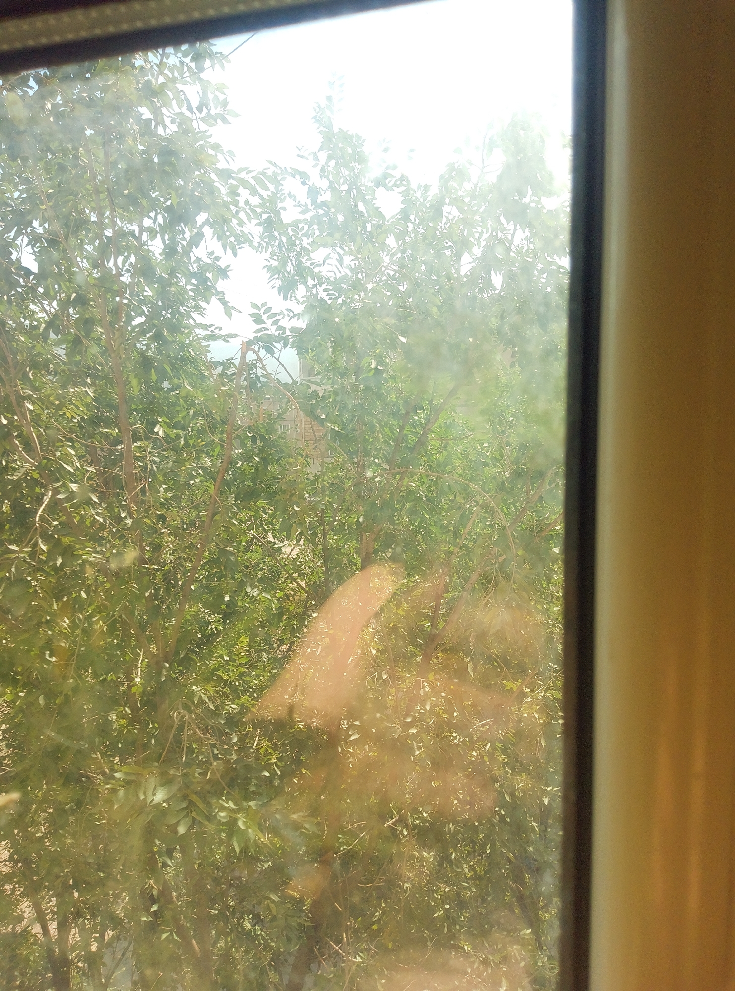 A view through a window in Taş-Kömür City, Kyrgyzstan shows a dense green tree canopy with a building visible in the background. The sunlight is bright and creates a glare on the window, obscuring some details of the scene. The right side of the image is framed by a beige window frame.