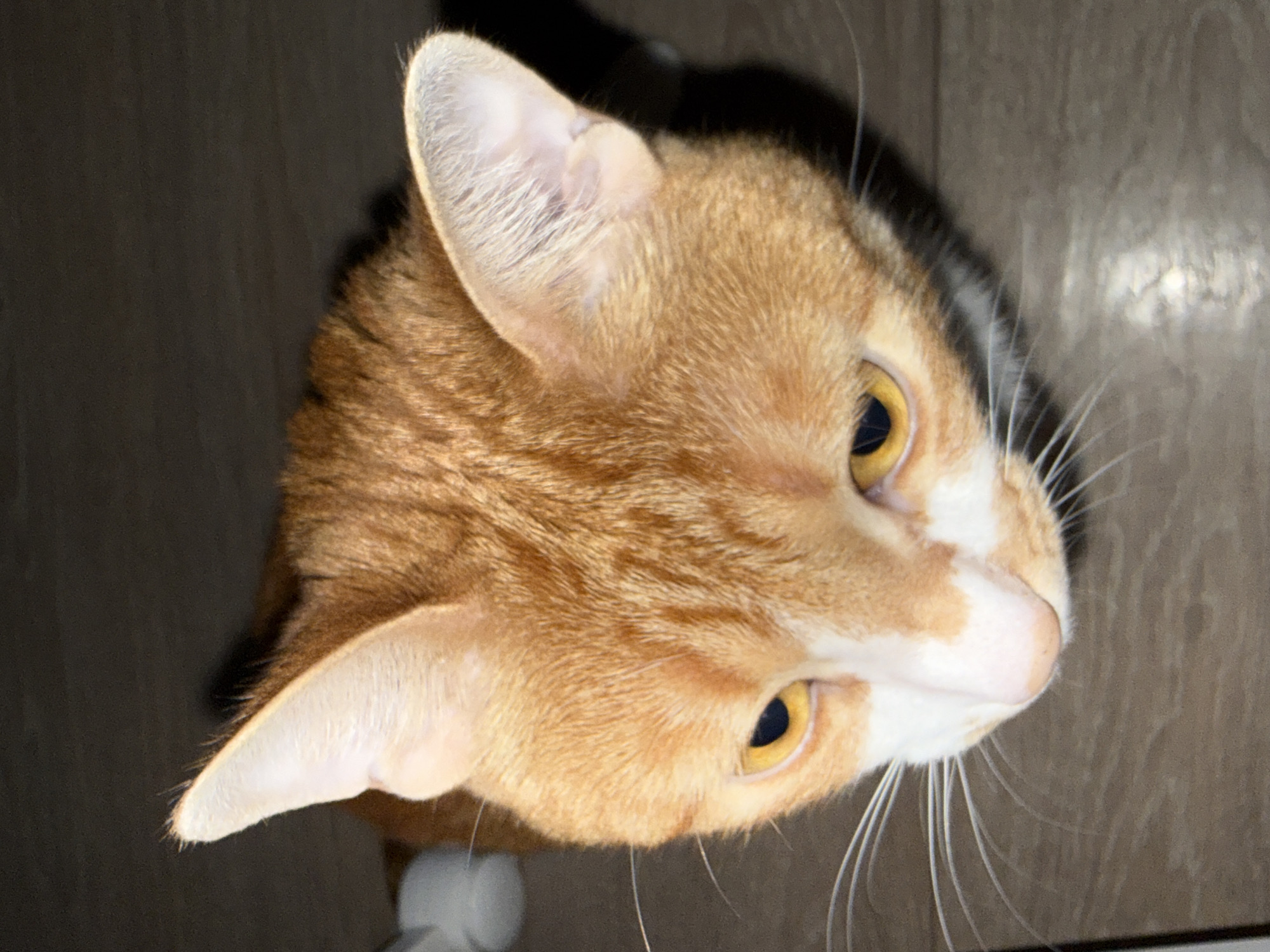 A high-angle close-up shot features the head of a ginger and white cat. The cat's fur is primarily orange with white patches on its face and around its nose. The cat's eyes are a golden yellow color. Visible in the image are the cat's ears, with the insides being a pale pink. The cat's whiskers are long and white. The background is dark and indistinct, appearing to be a room. No location information is available, and there is no indication of the city of Bar, Montenegro, in the image.