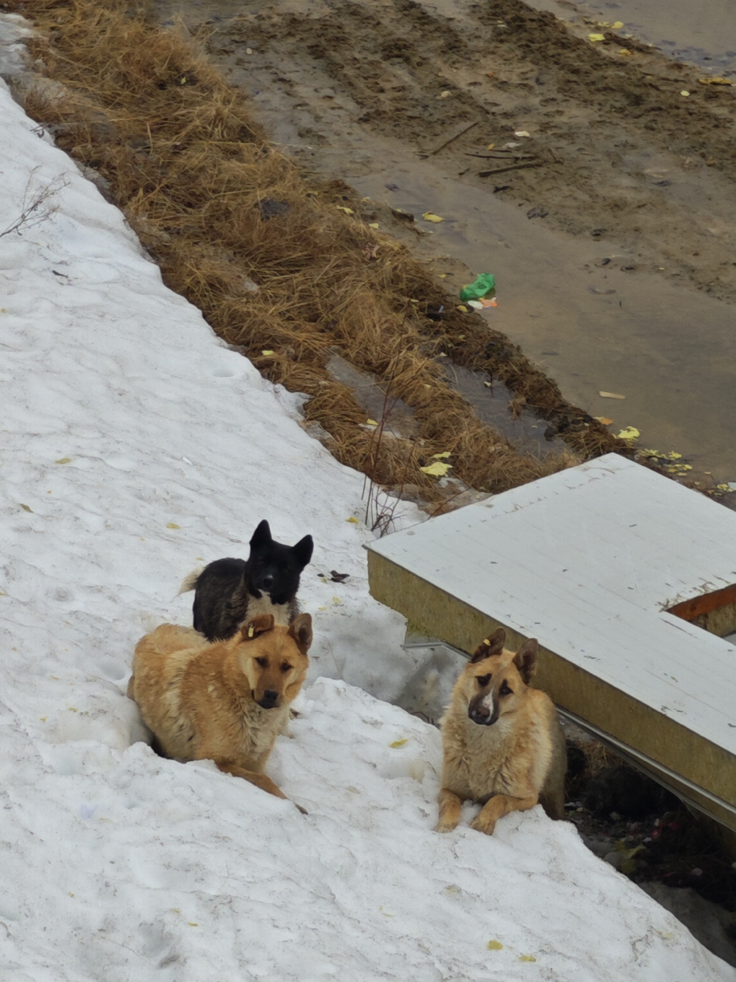 The scene shows three dogs in a snowy environment in the city of Unknown, Russia. Two of the dogs are a light tan color and are lying down on the snow-covered ground. One of the tan dogs has a yellow tag on its ear. Behind them is a smaller, black dog standing in the snow. Beside the dogs, there is a white structure with what appears to be wood supports. In the background, beyond the snow-covered area, there is a patch of dry grass and a body of water with trash floating in it. The ground near the water appears muddy. The scene is taken from an elevated perspective.
