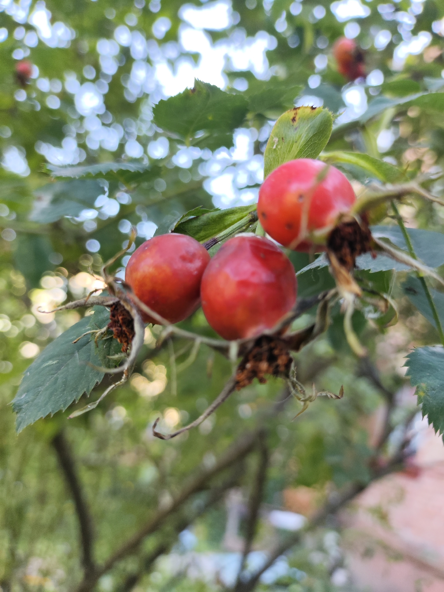 The image shows a close-up view of three ripe rose hips on a branch, with green leaves and a blurred background of foliage and sky. The rose hips are a vibrant red-orange color, with some slight variations in shade. They are clustered together, with two in the foreground and one slightly further back. Dried sepals and some brown, withered structures are visible at the base of each rose hip. The leaves are dark green and serrated. The background is out of focus, with soft circles of light that suggest a sunny day and possibly a park or garden setting. There are no people or animals visible in the image. The image does not contain any specific landmarks or identifying features that would allow for precise location within Kharkiv, Ukraine, other than it appears to be an outdoor scene with vegetation.