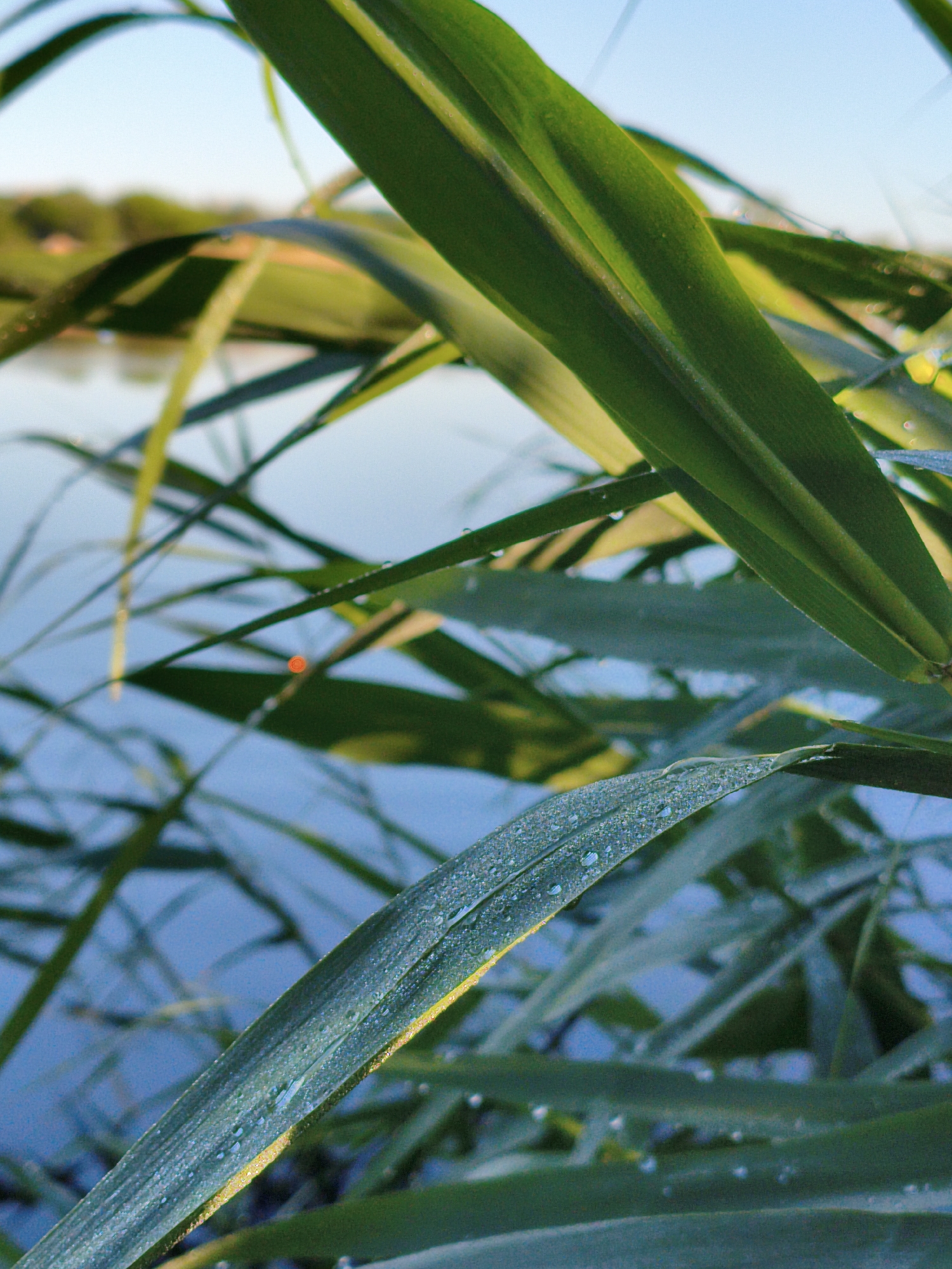 The image depicts tall green reeds with water droplets on their surfaces. These are set against a blurred background of blue water, potentially a river or lake, and a strip of greenery indicating the opposite bank. The scene is likely near a body of water, within or near Ustyvytsia, Ukraine. The perspective is close, emphasizing the texture and dew on the reeds. The light suggests it is either early morning or late afternoon. No people are visible.