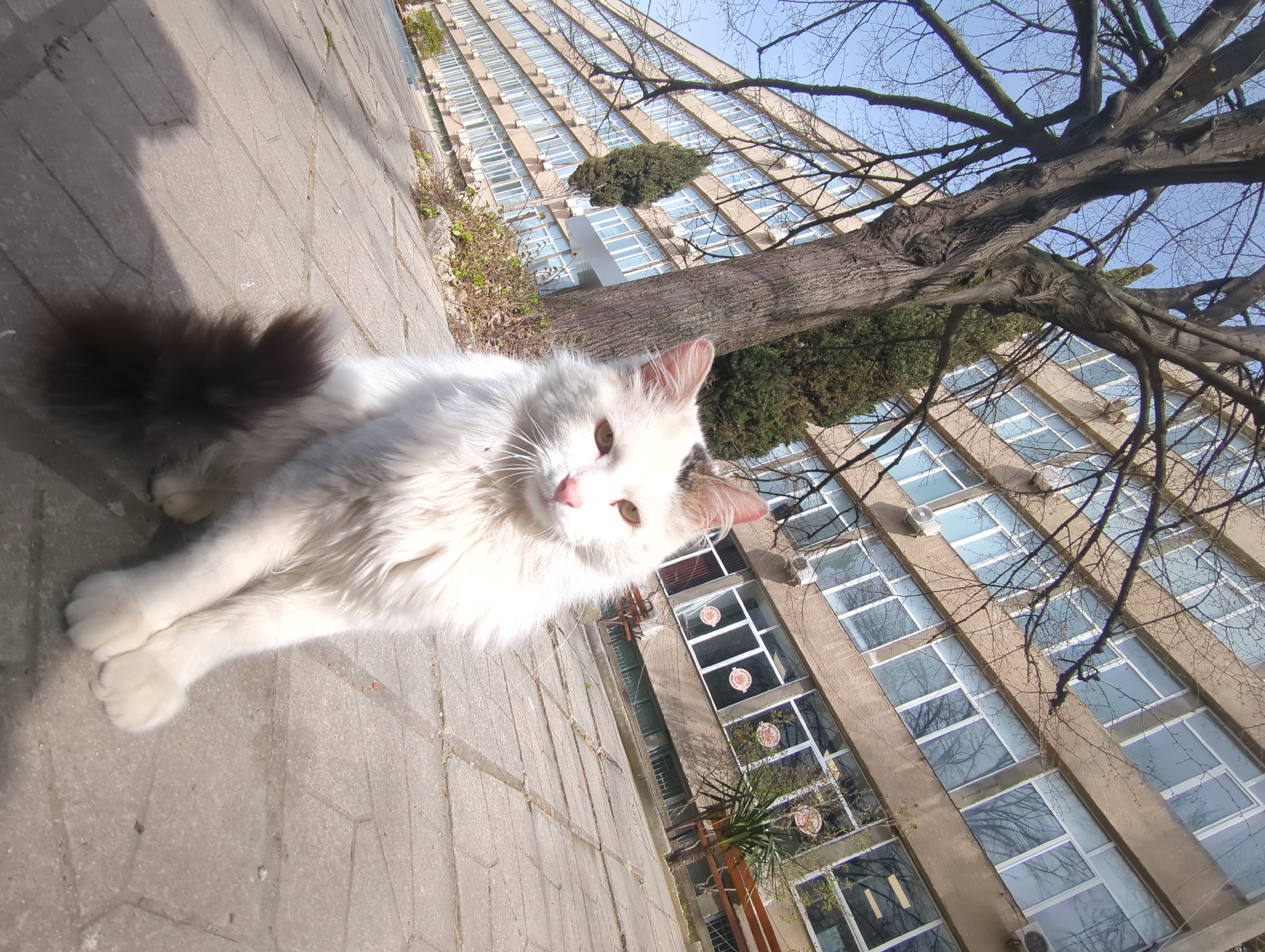 A white cat with a dark tail is lying on a paved surface in front of a large building with many windows. The tree branches are visible against the building. The building and the location suggest the University of Economics - Varna.