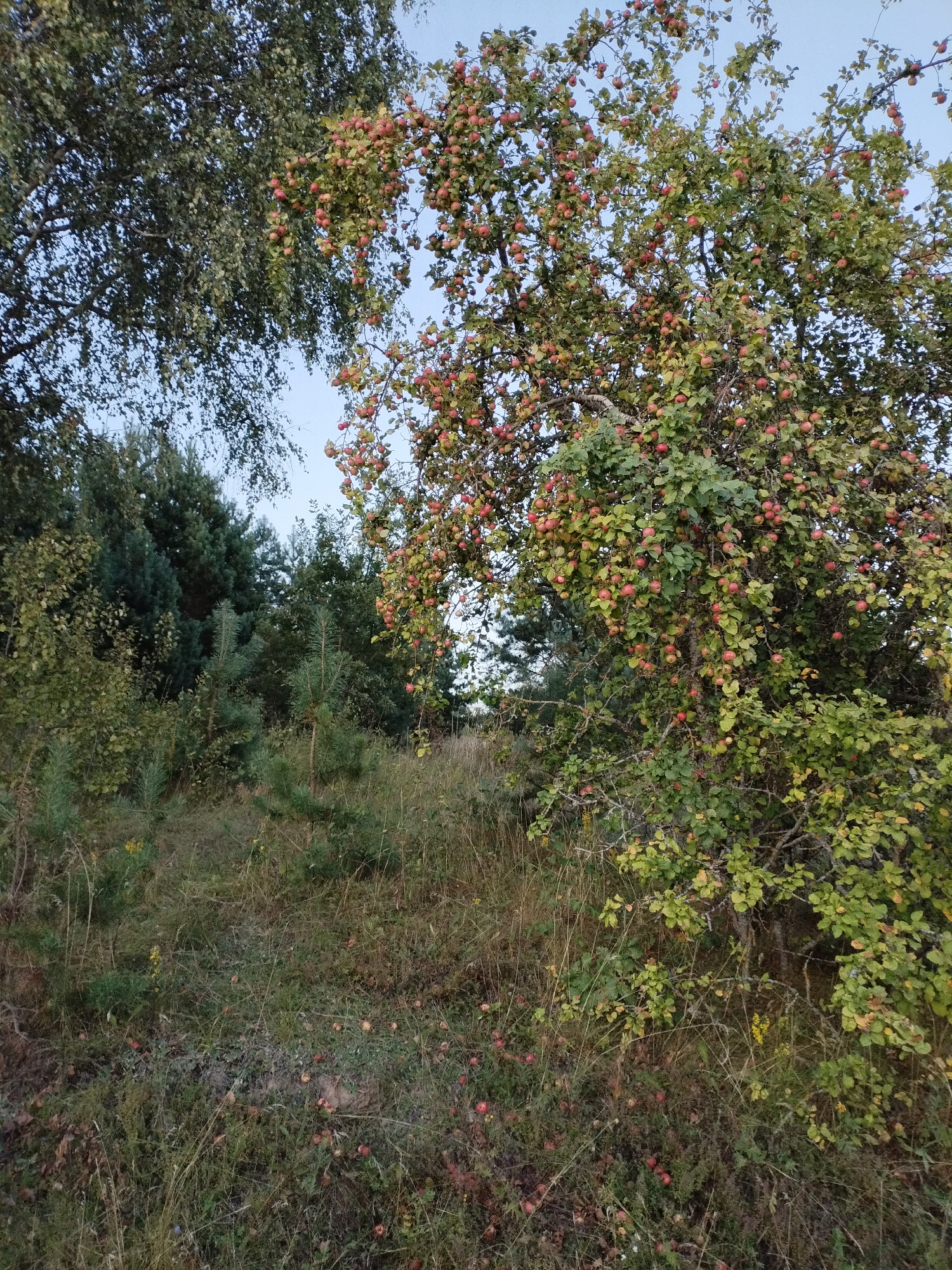 A wide-angle, low-angle, eye-level shot captures an overgrown orchard with a mature apple tree laden with ripe red apples in the foreground, dominating the right half of the frame. The tree's branches reach upwards and outwards, some laden with fruit, while others are bare. Below the tree, the ground is covered in tall, dry grass and fallen apples. To the left of the apple tree, a large deciduous tree with dark green foliage shades the upper left corner. Behind the apple tree, a dense cluster of evergreen trees, likely pines and firs, forms a dark green backdrop. The sky, visible between the trees, is a clear, pale blue. The scene appears to be a natural, uncultivated area, possibly on the outskirts of Bialynichy, Belarus, given the presence of apple trees and surrounding wild vegetation. No people or animals are visible in the image.