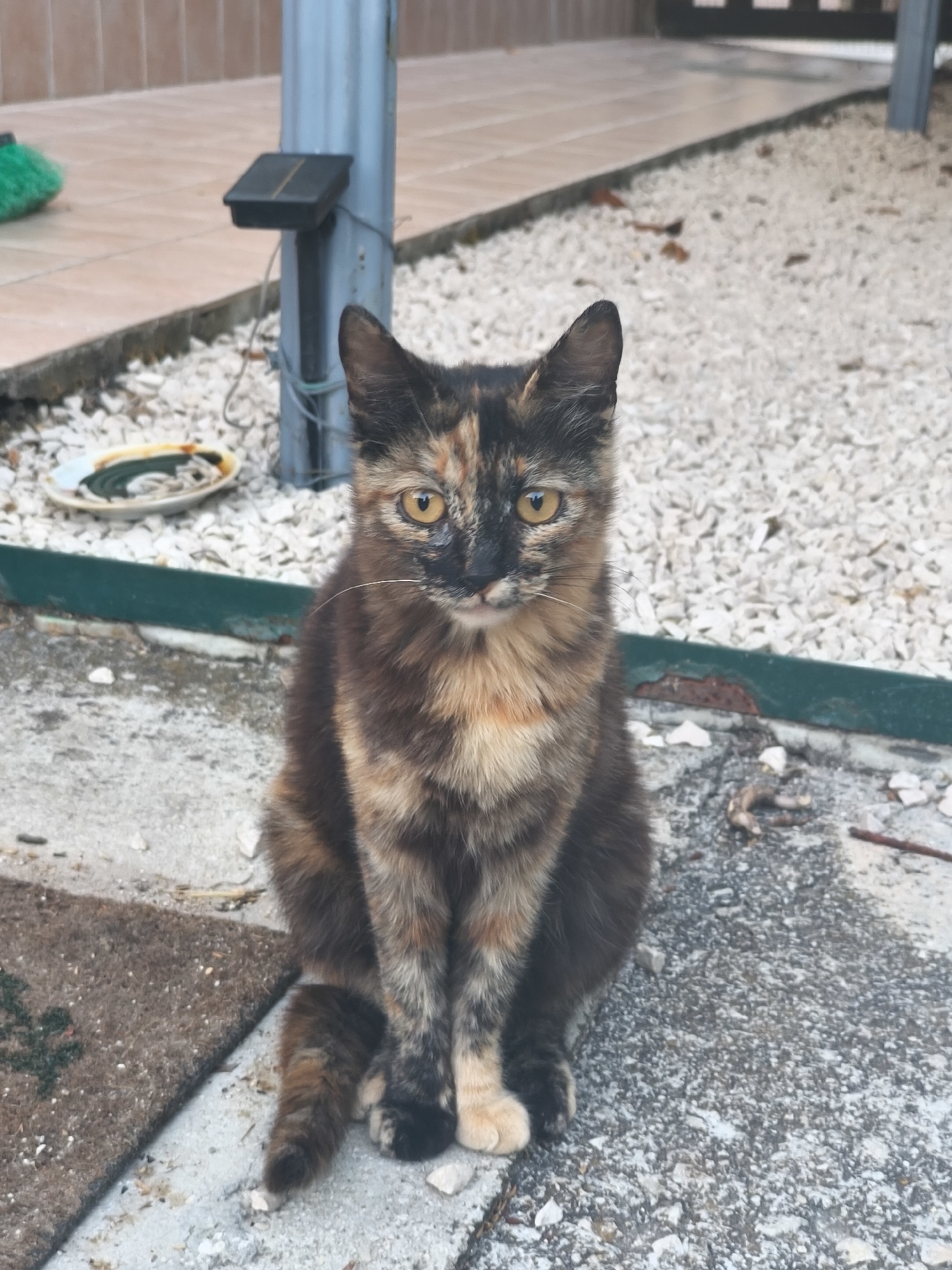 A tortoiseshell cat with yellow eyes is sitting on a concrete path in Vinchiaturo, Italy. The cat is facing the camera and its fur has patches of black, brown, and orange. The background consists of gravel, some green trim, a light-colored tiled wall, and a metal pole with a small solar panel attached. A dark doormat is visible to the left of the cat. The scene appears to be outdoors, possibly a patio or garden area.