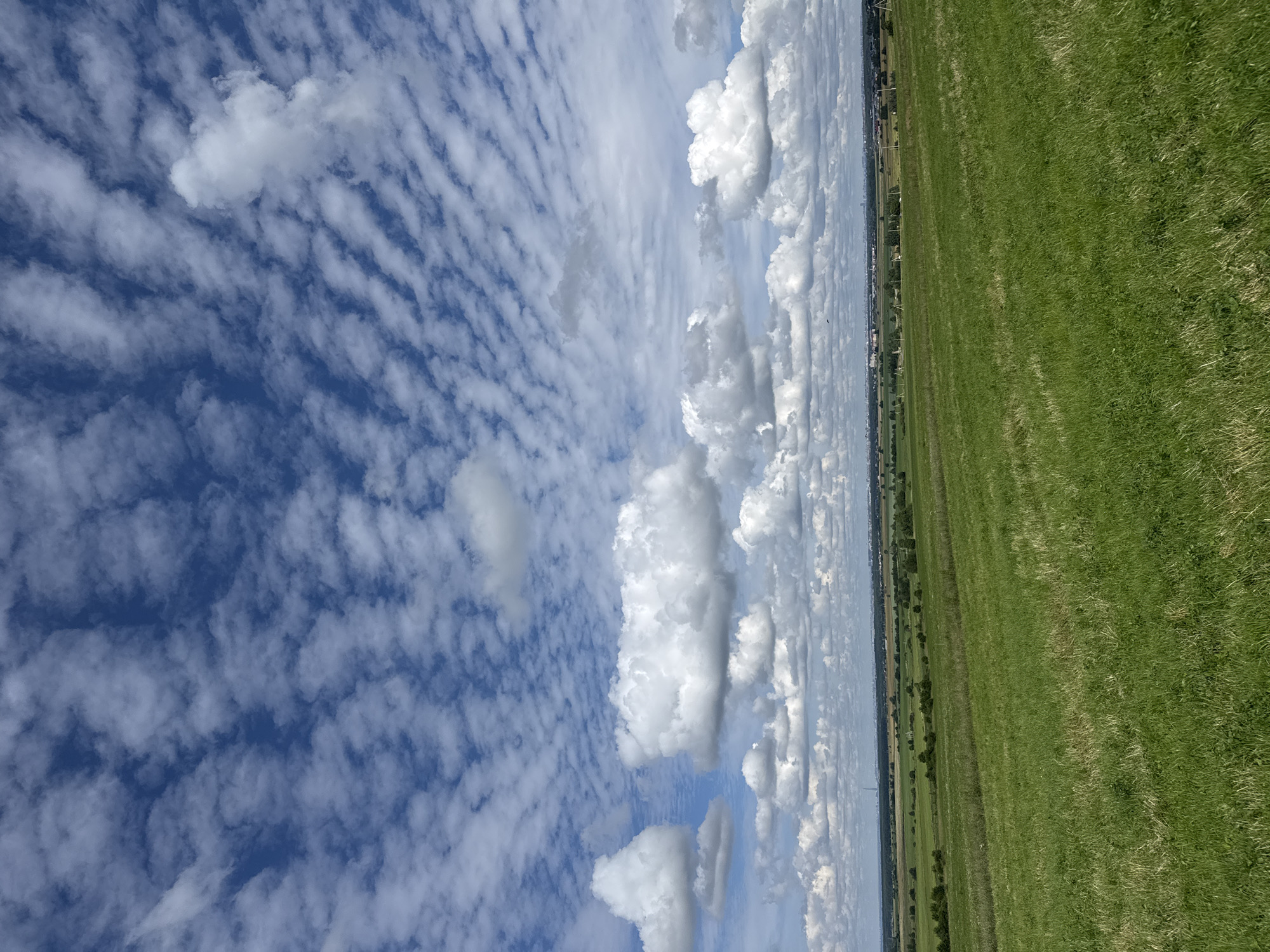 A vast expanse of bright green grass dominates the foreground of this landscape photograph, sloping gently upwards towards the horizon. The grass appears freshly mowed in some areas, with distinct rows visible. In the middle ground, a flat plain stretches across the width of the image, dotted with clusters of trees and some rural structures, including what appear to be utility poles. A distant cityscape, characterized by buildings and a tall industrial-looking tower, is visible on the horizon, suggesting the location is near Kaporskoe, Russia. The sky above is a vibrant blue, filled with an array of clouds. Large, puffy cumulus clouds are scattered throughout, while a delicate, rippled pattern of smaller altocumulus clouds covers a significant portion of the upper sky, creating a textured and dynamic ceiling.