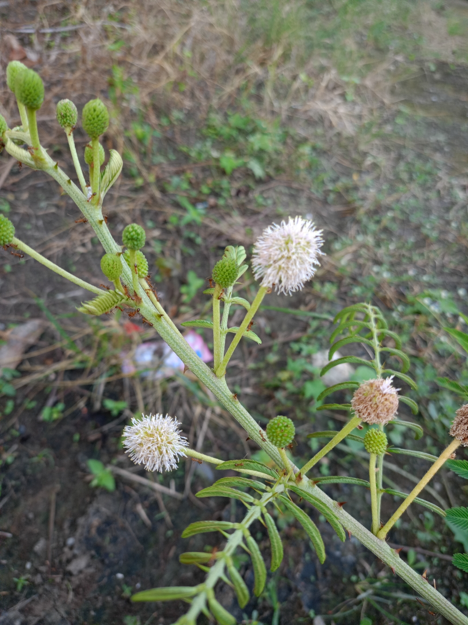 A close-up image depicts a branch of a sensitive plant (Mimosa pudica) located in Buketteukuh, Indonesia. The branch is green and has small thorns along its length. It features various stages of the plant's development, including: unopened green flower buds, white spherical flowers in full bloom, and dried, brown flower heads. Several small brown ants are visible crawling along the branch and on the buds and flowers. The surrounding environment consists of mixed vegetation, including grasses and other plants. The background appears slightly blurred, focusing the attention on the plant and its details. A piece of light-colored plastic trash is also visible near the base of the plant.