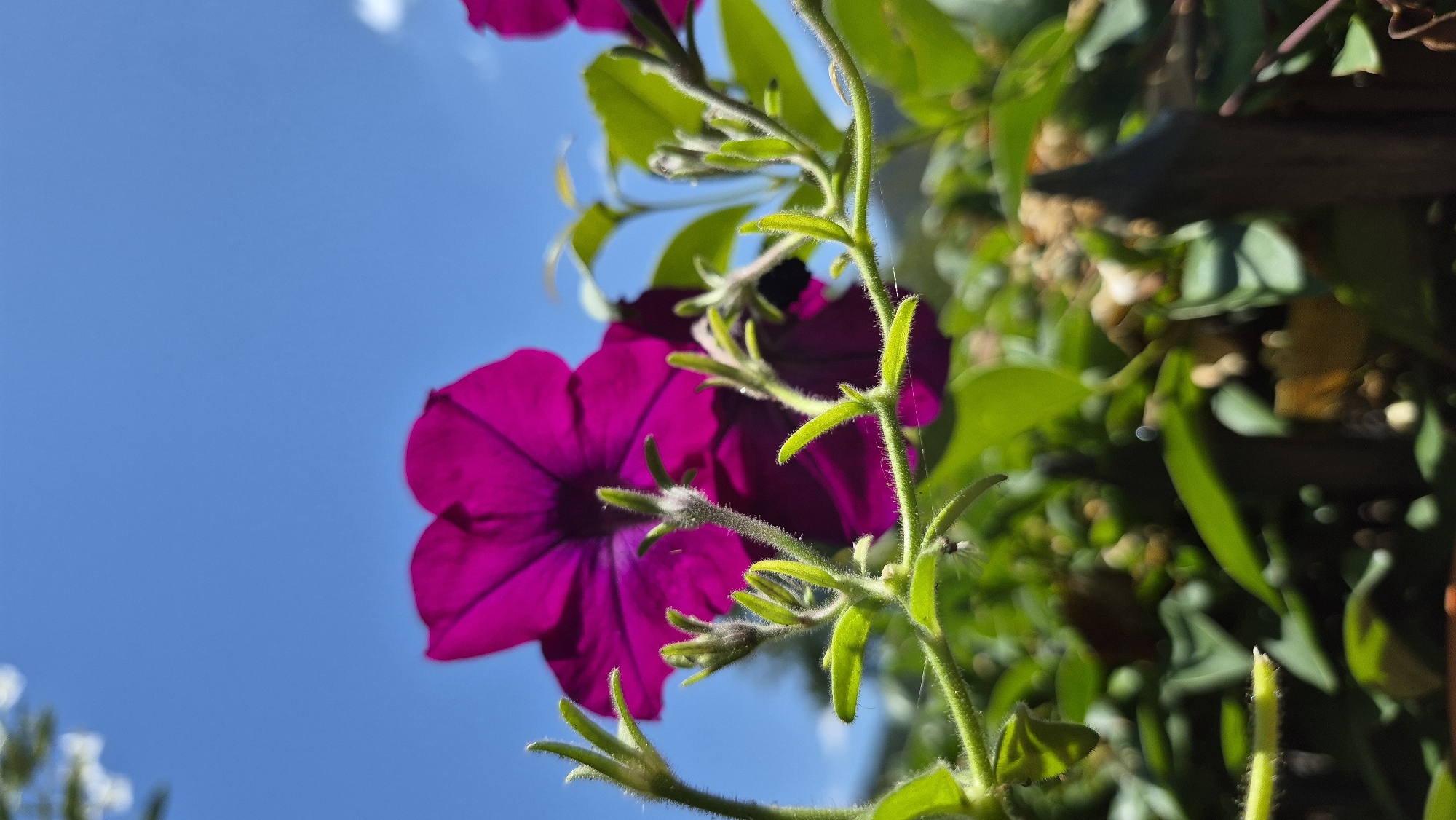 A close-up, low-angle shot captures a vibrant purple petunia flower in bloom, its petals unfurled against a clear, bright blue sky. The flower is the primary subject, dominating the upper portion of the frame. In the foreground, the fuzzy green stems and small, budding leaves of the petunia plant are visible, their texture emphasized by the sharp focus. A few delicate strands of spiderweb are also present, clinging to the stems. In the background, out-of-focus green foliage and hints of brown earth suggest a garden or natural setting. The lighting indicates a sunny day, casting bright highlights and soft shadows. There are no people or animals present in the scene. The overall impression is one of natural beauty and simple, vibrant color.