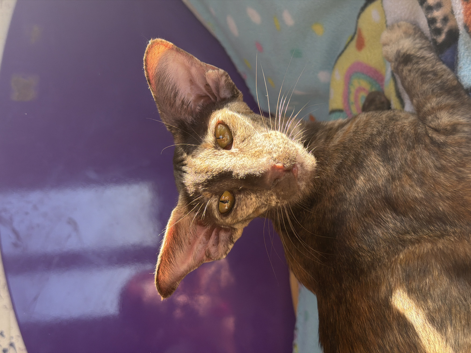 A close-up, slightly angled view reveals a brown tabby Oriental Shorthair cat. The cat's head is positioned towards the left side of the frame, with its large, pointed ears clearly visible. One ear is prominently illuminated by sunlight, casting a warm glow on its edge. The cat's golden-yellow eyes are focused towards the viewer. Its whiskers are long and white, radiating from its nose. The background is a mix of surfaces, including a purple surface and a patterned fabric with rainbow and yellow colors. There is no indication of the location of Chaikovsky, Russia.
