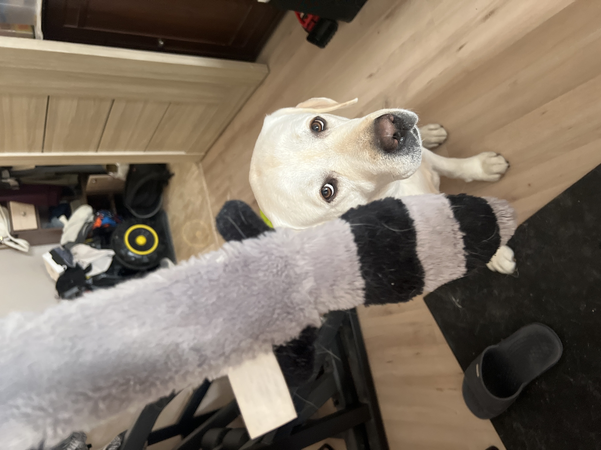 An indoor scene in Mytishchi, Russia, features a cream-colored Labrador Retriever dog positioned in the mid-ground, looking upwards and to its right with an attentive gaze directed at a fluffy, grey and black striped object in the foreground. The object, resembling a toy or animal tail, extends vertically from the upper left to the lower center of the frame, partially obscuring the dog's left side. The dog's brown eyes, dark nose, and front paws are clearly visible on the light wooden floor. In the left foreground, a dark slipper rests on a black mat. The background reveals a residential setting with a light wooden door partially open on the right, and a cluttered area on the left containing furniture, clothing, and a black object with a yellow circular accent. The room is uniformly lit.
