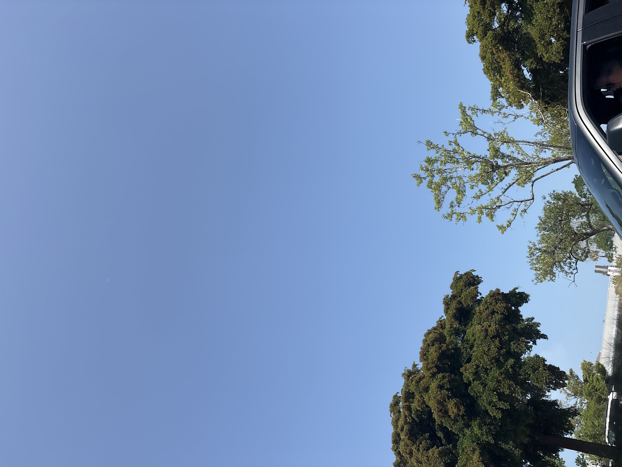 The image captures a clear blue sky over a scene featuring lush green trees and a dark gray SUV in Holmes Beach, United States of America. The SUV is positioned in the foreground, with its windshield and part of its interior visible. A person can be seen seated inside the SUV. Beyond the vehicle, a variety of trees with dense foliage dominate the lower portion of the frame, with their branches extending upwards towards the sky. In the distance, some white structures, possibly buildings, are partially obscured by the trees. The overall environment suggests a bright, sunny day, likely outdoors in a suburban or park-like setting within Holmes Beach.