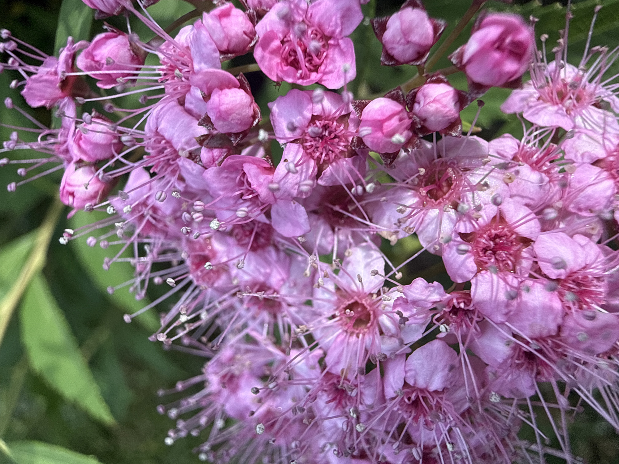 A close-up, shallow-depth-of-field photograph shows a cluster of delicate pink flowers, likely Spirea, in bloom. The flowers are small with numerous stamens tipped with pale pink anthers, giving them a fuzzy appearance. Some flowers are fully open, revealing intricate petal structures, while others are still in bud, appearing as small, rounded pink spheres. The background is a blur of green foliage, suggesting an outdoor setting. There are no people or animals visible in the image. The image appears to have been taken in Sulitsa, Bulgaria, likely in a garden or natural landscape setting given the focus on the plant.