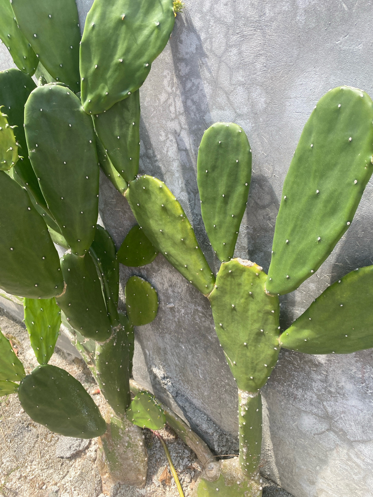 This image shows a prickly pear cactus growing against a textured concrete wall. The cactus has large, flat, green pads with small white dots, which are areoles from which spines would grow. Some pads are larger and more mature, while others are smaller and newer. The base of the cactus appears woody and is rooted in sandy soil. The concrete wall shows signs of weathering and has a rough, uneven surface with some shadows cast upon it. The lighting suggests it is daytime. There are no people or animals visible in the image. The location is specified as Kota Dalam, Indonesia, implying an outdoor setting in this Indonesian city.