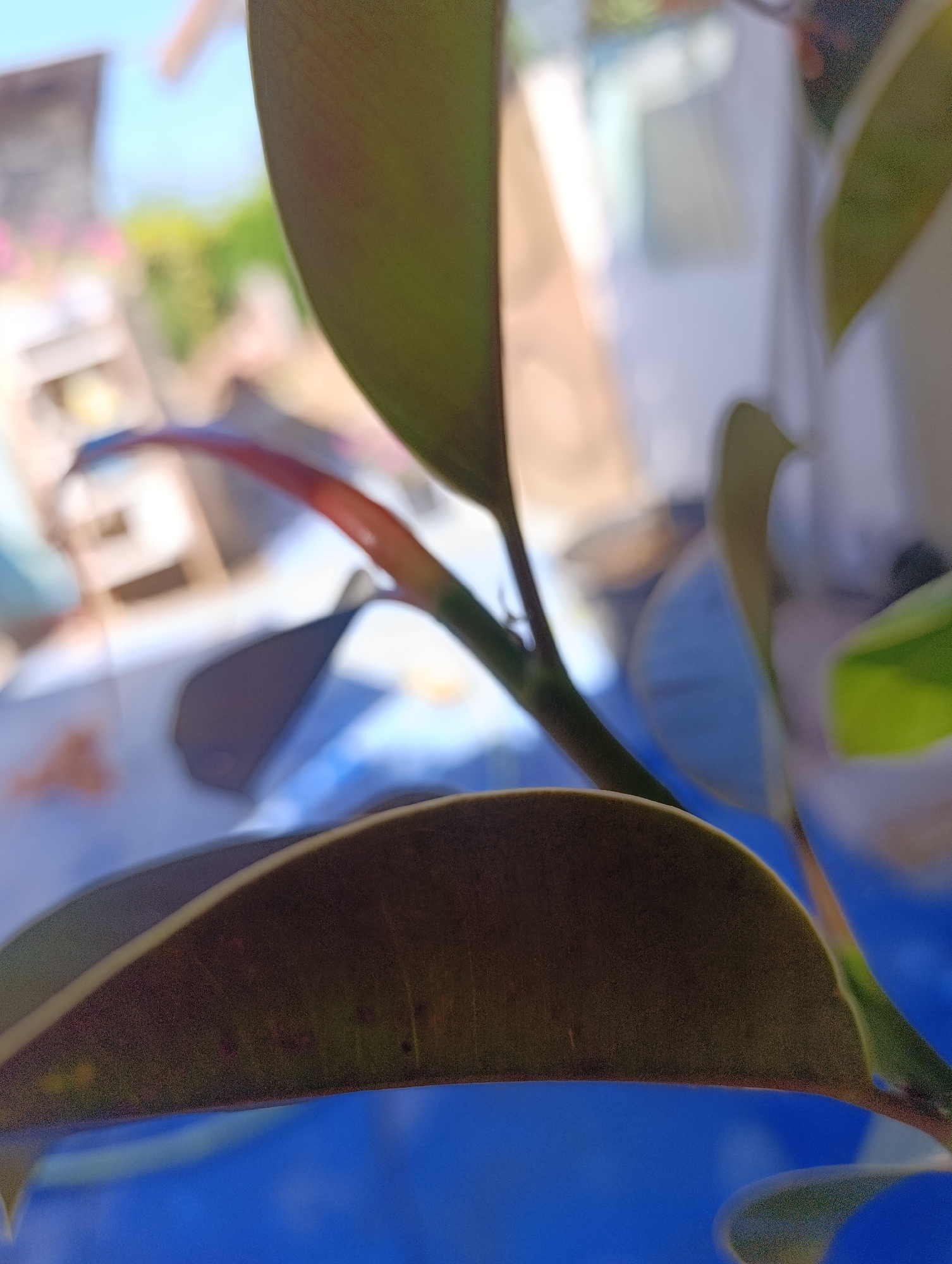 This is a close-up, low-angle shot of a rubber plant with large, dark green leaves. The foreground is dominated by the leaves of the plant, which are glossy and have visible veins. One large leaf fills the bottom of the frame, curving upwards and to the right. Another leaf is partially visible in the upper left, and a stem with a reddish hue is visible in the center, connecting to another leaf.
The background is significantly out of focus, creating a bokeh effect. It appears to be an outdoor setting. Hints of blue sky and green foliage can be discerned. In the blurred background, there are shapes that suggest structures, possibly fences or buildings, and what looks like a light-colored piece of furniture or equipment. The overall impression is one of a domestic or garden environment. There are no people or animals visible in the image. The lighting suggests it is daytime, likely sunny, given the brightness and contrast in the background. The image does not provide any specific details that would allow for the localization of this scene to Zaliznyi, Russia, or any other specific city.