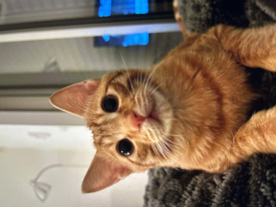 A ginger tabby cat, angled sideways, stares inquisitively at the camera. The cat's large, black eyes and pink nose are prominent. Orange fur is patterned with darker stripes. Part of a gray, textured object is visible at the lower right. Behind the cat's head, a white window frame and a glimpse of blue are seen. A blurred white object is in the lower-left corner.