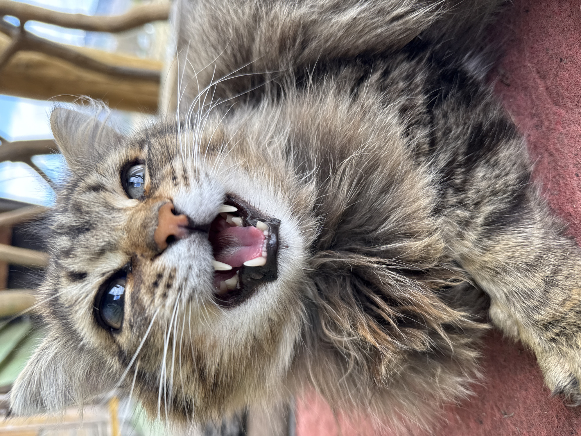 A close-up, angled photograph captures a gray and brown tabby cat displaying its teeth. The cat's mouth is open, revealing its tongue and teeth, with its nose positioned slightly above the mouth. The cat's eyes are open and appear blue. The fur around the cat's face is long and fluffy. A wooden structure appears blurred in the background, along with hints of sky and foliage. A reddish-pink surface is seen behind part of the cat's body. The location of Tyulyuk, Russia, is not evident from the image content.