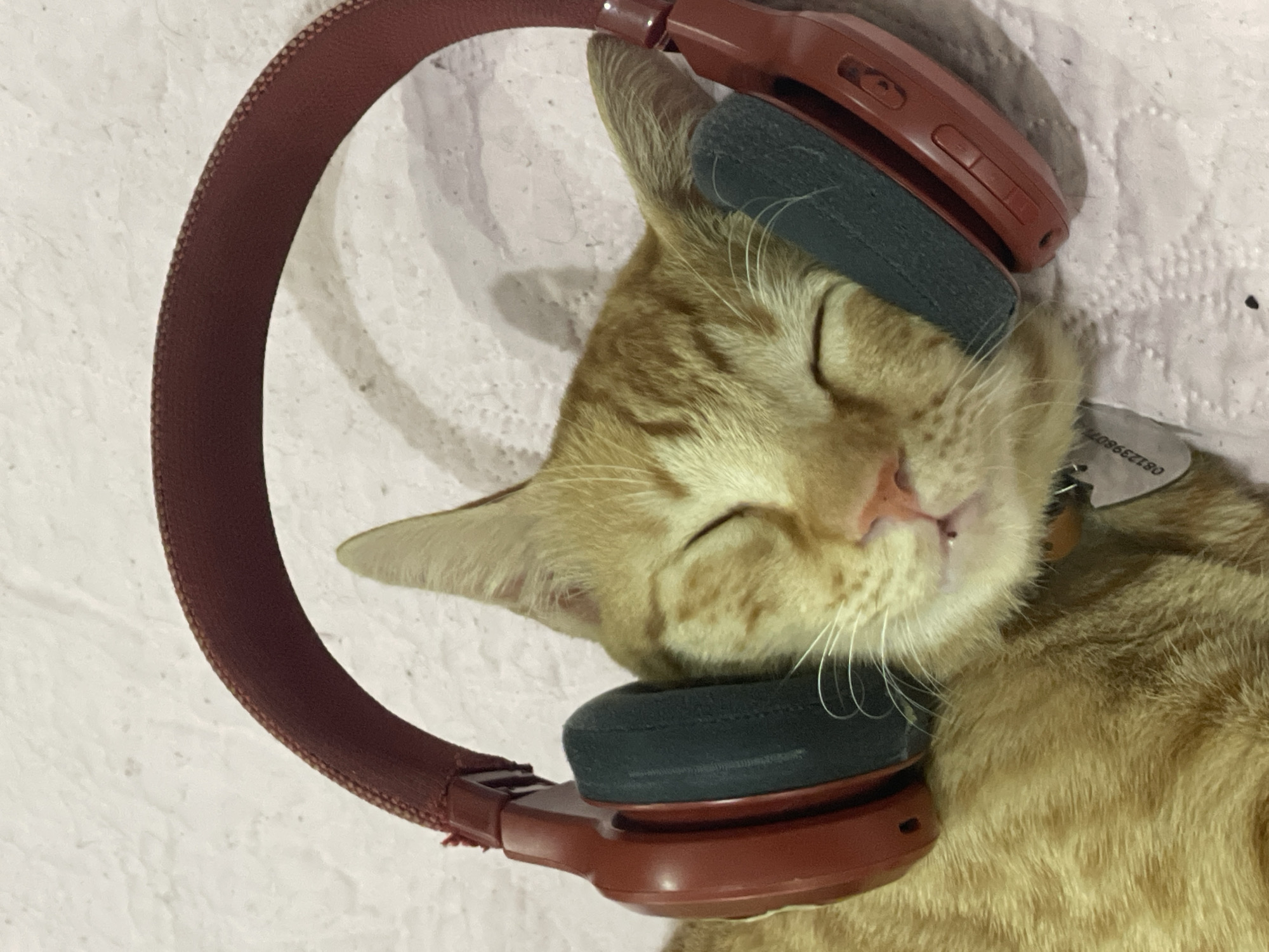 An orange tabby cat is lying down with closed eyes, wearing over-ear headphones. The cat's head is tilted to the right, with the headphones covering its ears. The earcups of the headphones are dark gray, and the headband is a reddish-brown color. The cat has white whiskers and a pink nose. It appears to be resting or sleeping, and the overall mood is peaceful.
The background is a textured surface, likely a blanket or bedspread, with a light pinkish hue. The lighting suggests it might be daytime indoors. The image has a close-up perspective, focusing on the cat and the headphones.
There is some visible text on a tag attached to the cat's collar, which appears to be a serial number or identification code: "0812398077". The location context is Denpasar, Indonesia, but there are no explicit visual cues in the image that directly indicate this specific location.