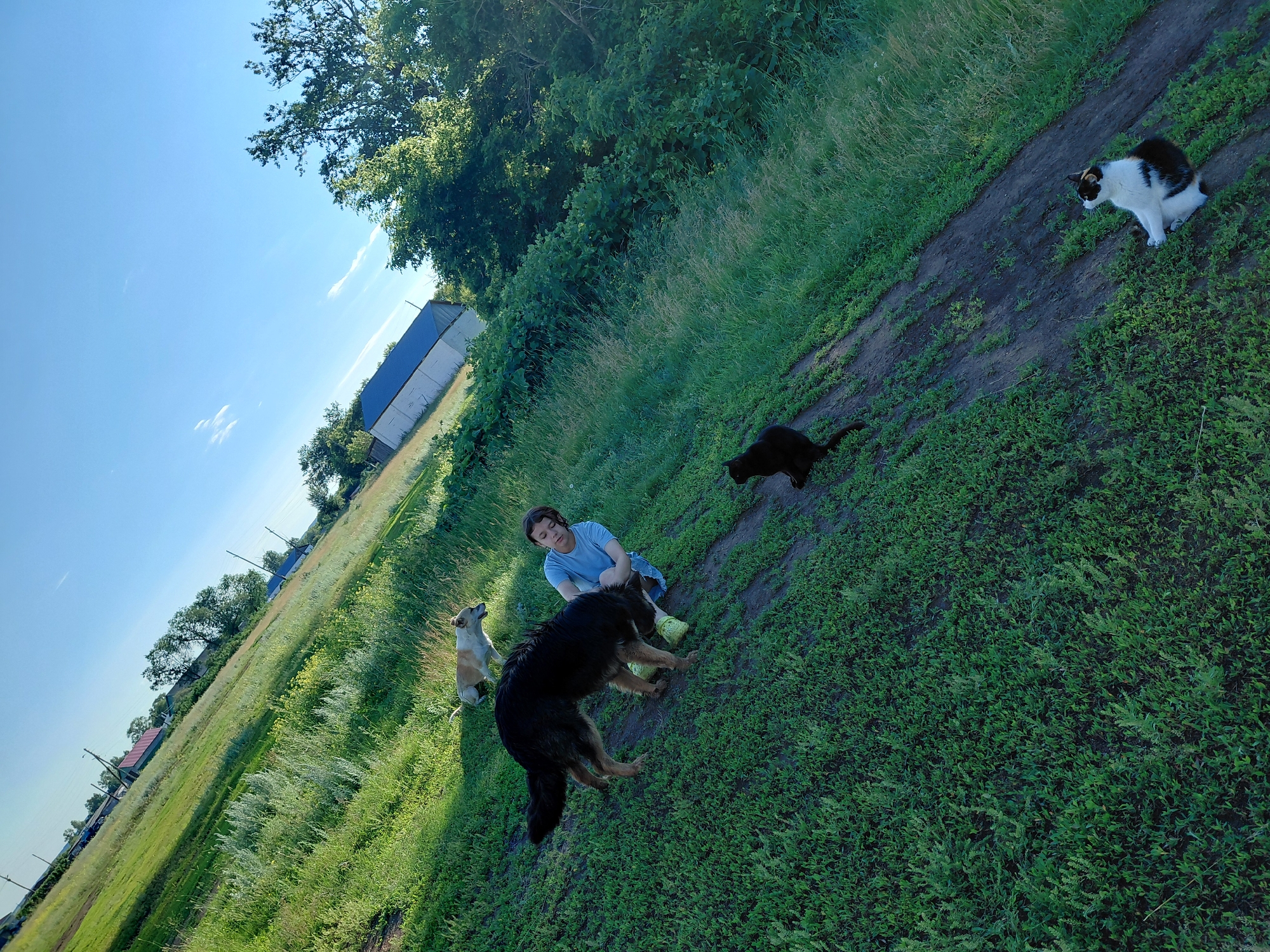 A person is kneeling on a grassy hill in Tashkazgan, Russia, interacting with a large black and tan dog which is holding a yellow ball in its mouth. Another dog, light brown and white, stands further up the hill, looking towards the person. A black cat sits on the path below them, and a calico cat is positioned at the bottom of the frame on the path. In the background, there are trees, buildings, and a clear blue sky with a few wispy clouds. The terrain is uneven and covered in green grass and vegetation.