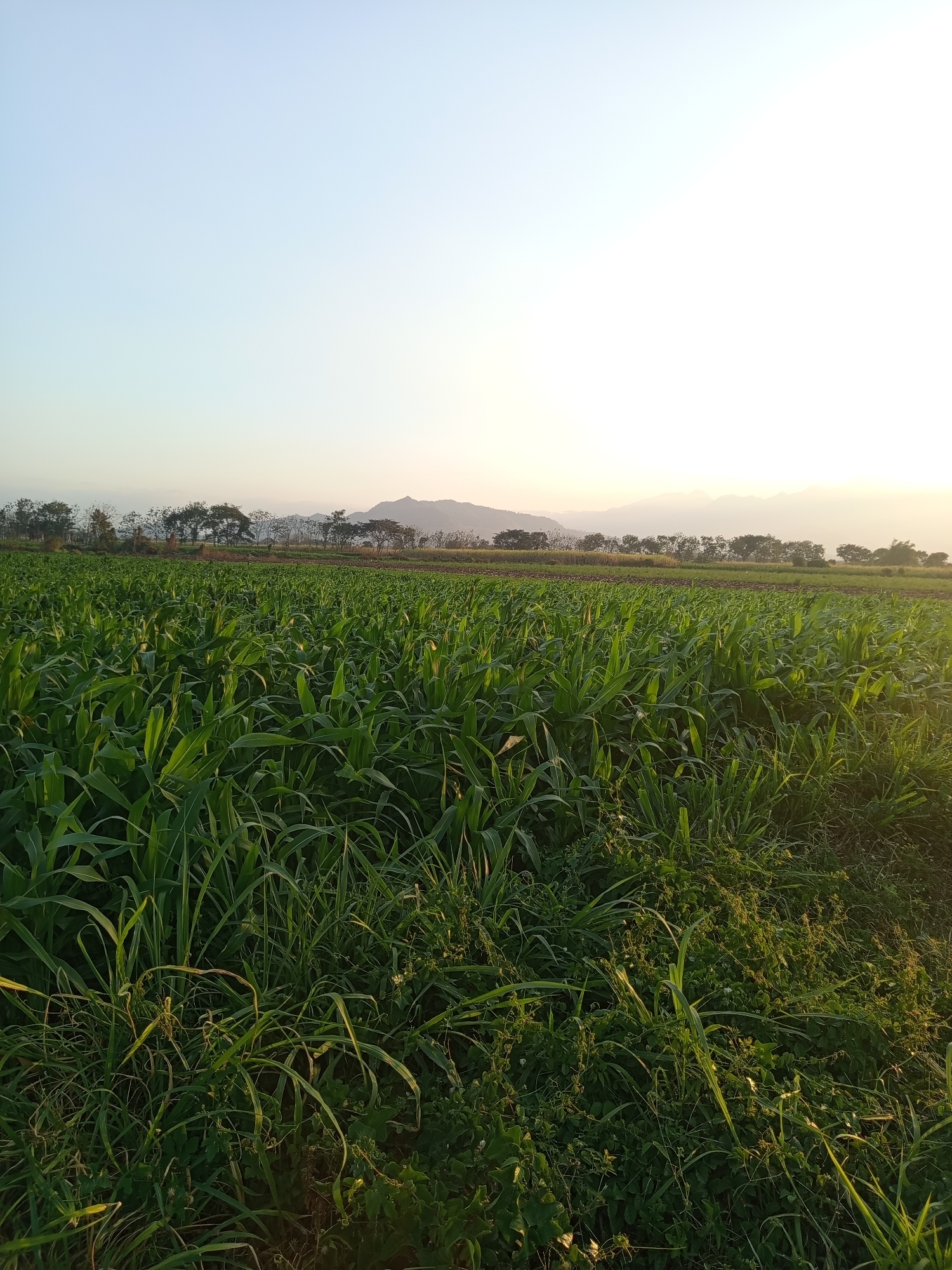 The image depicts a vast, sunlit field of green crops, likely corn, stretching towards a distant tree line and mountains under a clear, pale sky. The foreground is dominated by the lush, tall stalks of the crops, with some shorter vegetation and grasses at the very bottom. The background reveals a serene landscape with scattered trees and gently sloping hills or mountains, bathed in the soft light of either sunrise or sunset. The overall scene conveys a sense of tranquility and the natural beauty of rural Indonesia, specifically in Ngablak. No people or specific man-made structures are visible in the image, focusing solely on the agricultural landscape.