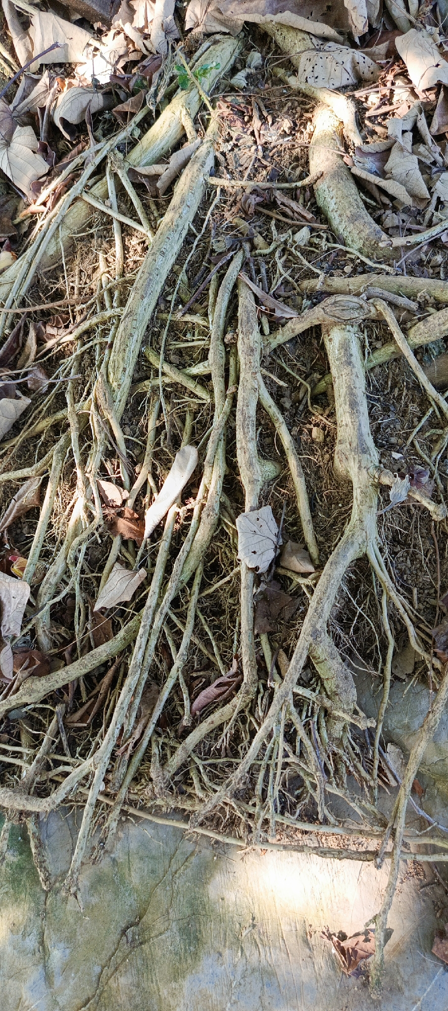 The image shows a close-up, overhead view of exposed tree roots intertwined with dry leaves on the ground. The roots are thick and gnarled, with a light brown and green coloration, suggesting they are aged and possibly partially covered in moss or lichen. They spread across a surface that appears to be concrete or stone, which is cracked and discolored with green and blueish hues, indicating it may be old and weathered, possibly in an outdoor setting. The ground is also littered with various fallen leaves, predominantly brown and dry, with some lighter, more intact specimens visible. Sunlight casts dappled shadows and highlights across the scene, creating a contrast between illuminated areas and darker recesses. There are no people or animals present in the image. The overall impression is one of natural decay and the persistent presence of plant life over man-made surfaces. The scene is consistent with an outdoor environment in a tropical or sub-tropical climate, such as Meunasahmesjid, Indonesia, where such root systems and vegetation are common.