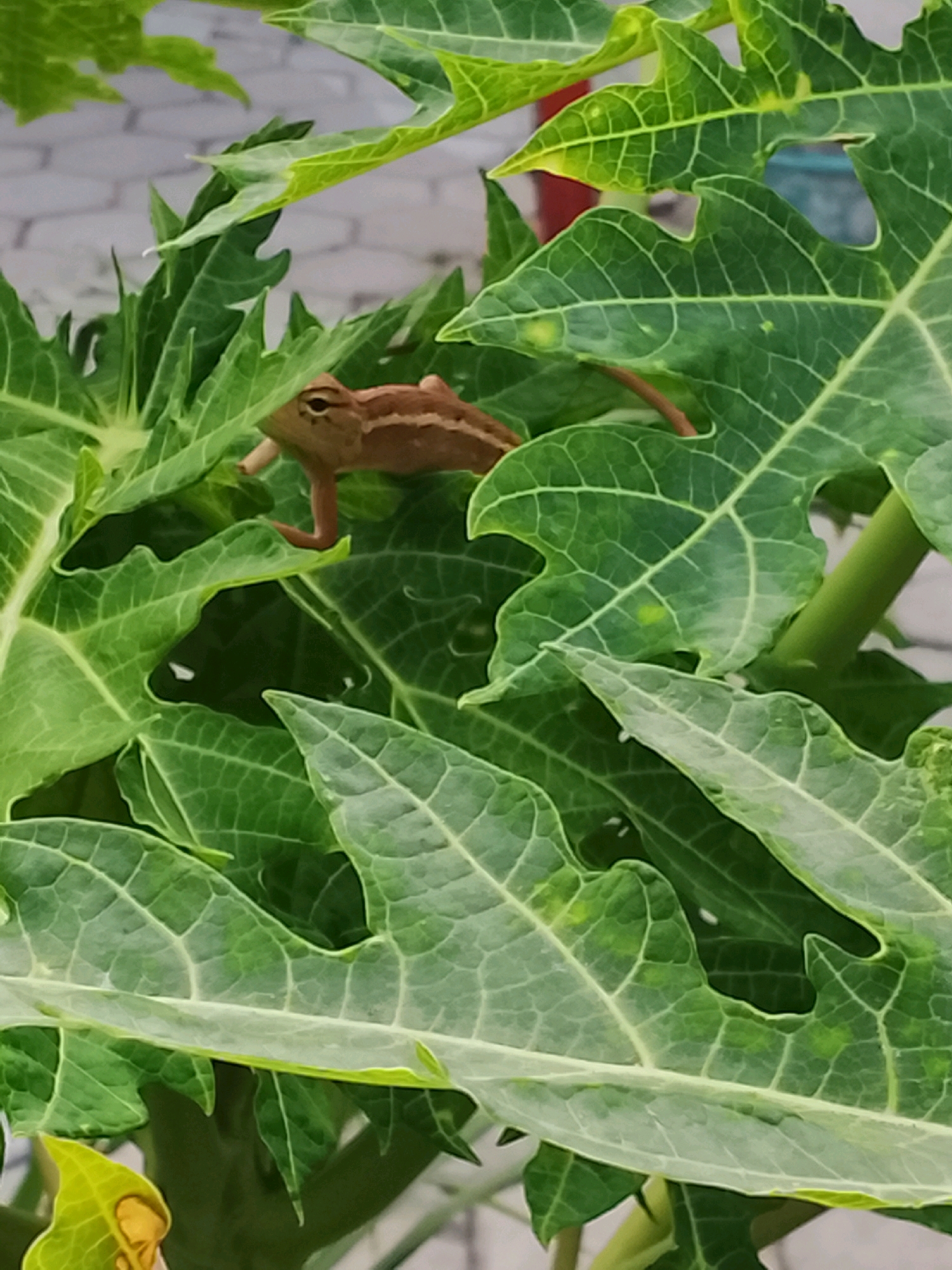 A small, brown chameleon is perched on the vibrant green leaves of a papaya plant. The chameleon, with its distinct eyes and segmented body, is camouflaged against the foliage. The papaya leaves are large and deeply lobed, with visible veins. The background is out of focus but suggests an outdoor setting with hints of paved ground and possibly some reddish-brown structures. The image appears to have been taken in Slawi, Indonesia, given the context.