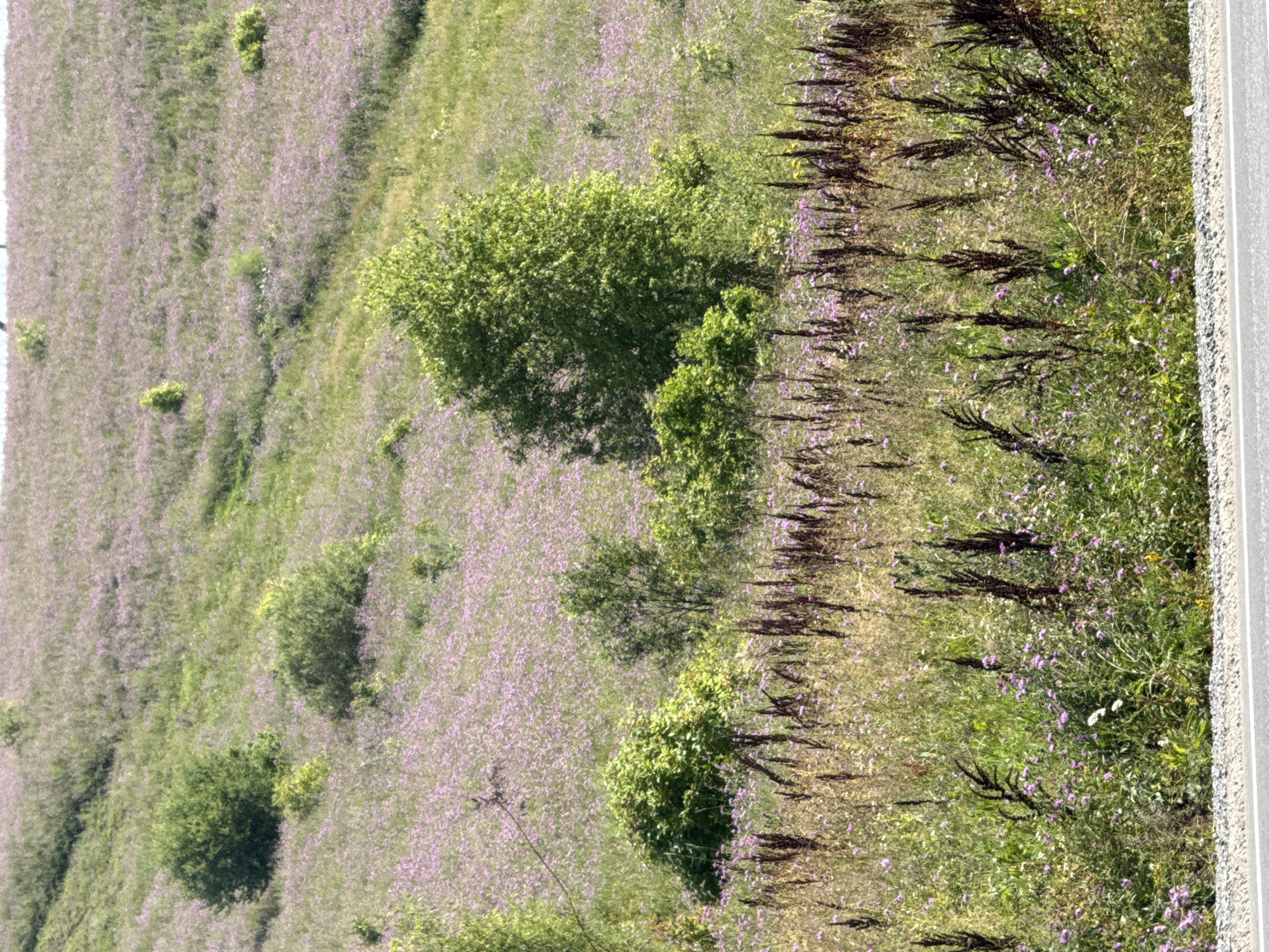 The image shows a rural hillside covered in a dense field of small, light purple flowers and green grass. Several clusters of trees and bushes are scattered across the slope. In the foreground, the vegetation is taller and appears drier, with prominent dark, spike-like seed heads. A paved road with a white line and a gravel shoulder runs along the bottom of the image. The scene depicts a natural landscape without any visible people or specific urban features, suggesting a location outside of a city center. It is not possible to determine the specific location in the city of Choya, Russia, from the visual information provided.