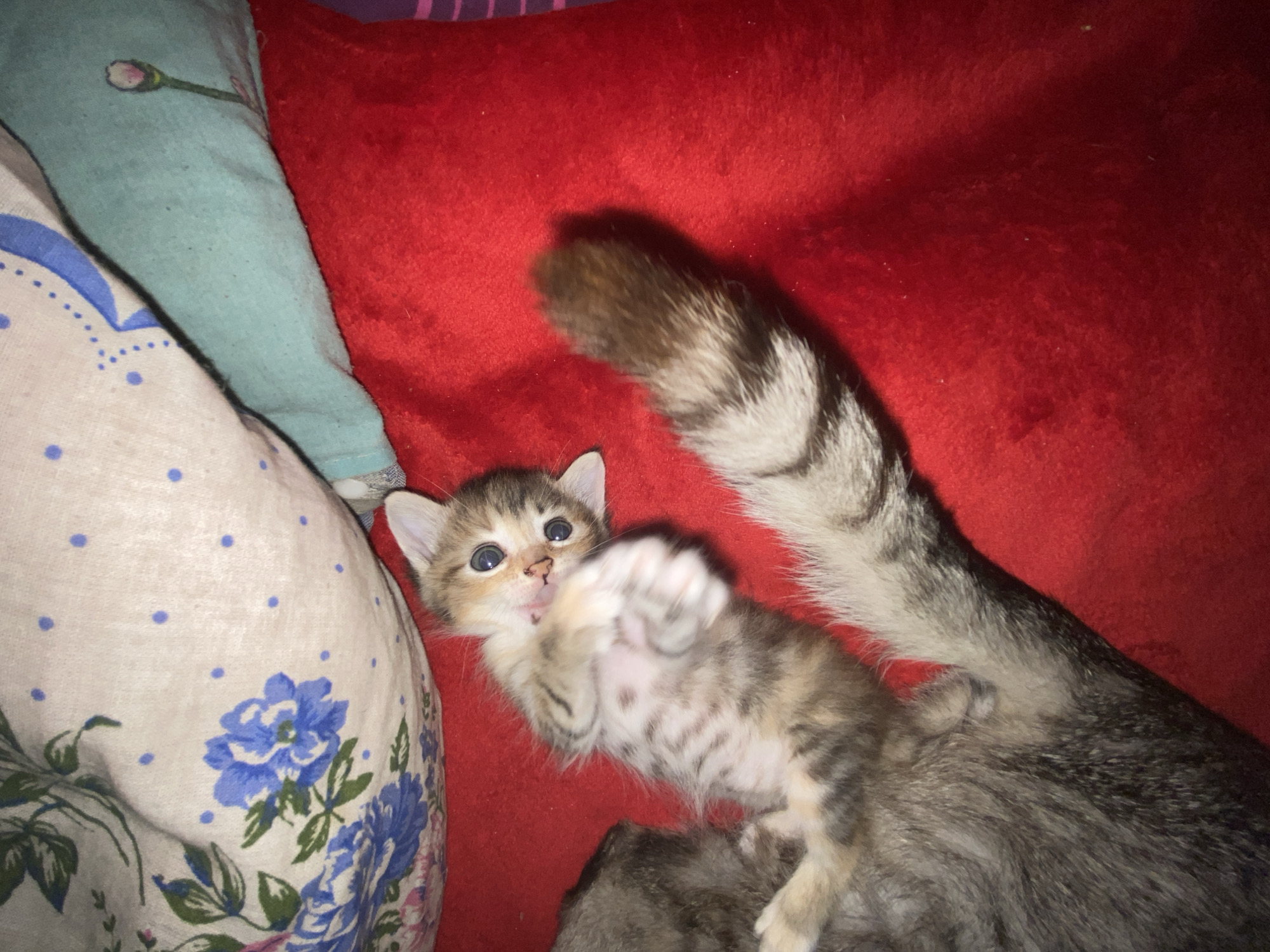 The image shows a young tabby kitten with blue eyes lying on its back on a red textured surface, likely a blanket or cushion. The kitten's paws are extended upwards, appearing playful. Next to the kitten is a larger cat, only its hindquarters and tail are visible. The background includes a white pillow with blue floral patterns and a light blue pillow with a pink floral design. The scene is indoors, in what appears to be a domestic setting. There is no identifiable information within the image to indicate its location in Nova Praha, Ukraine.