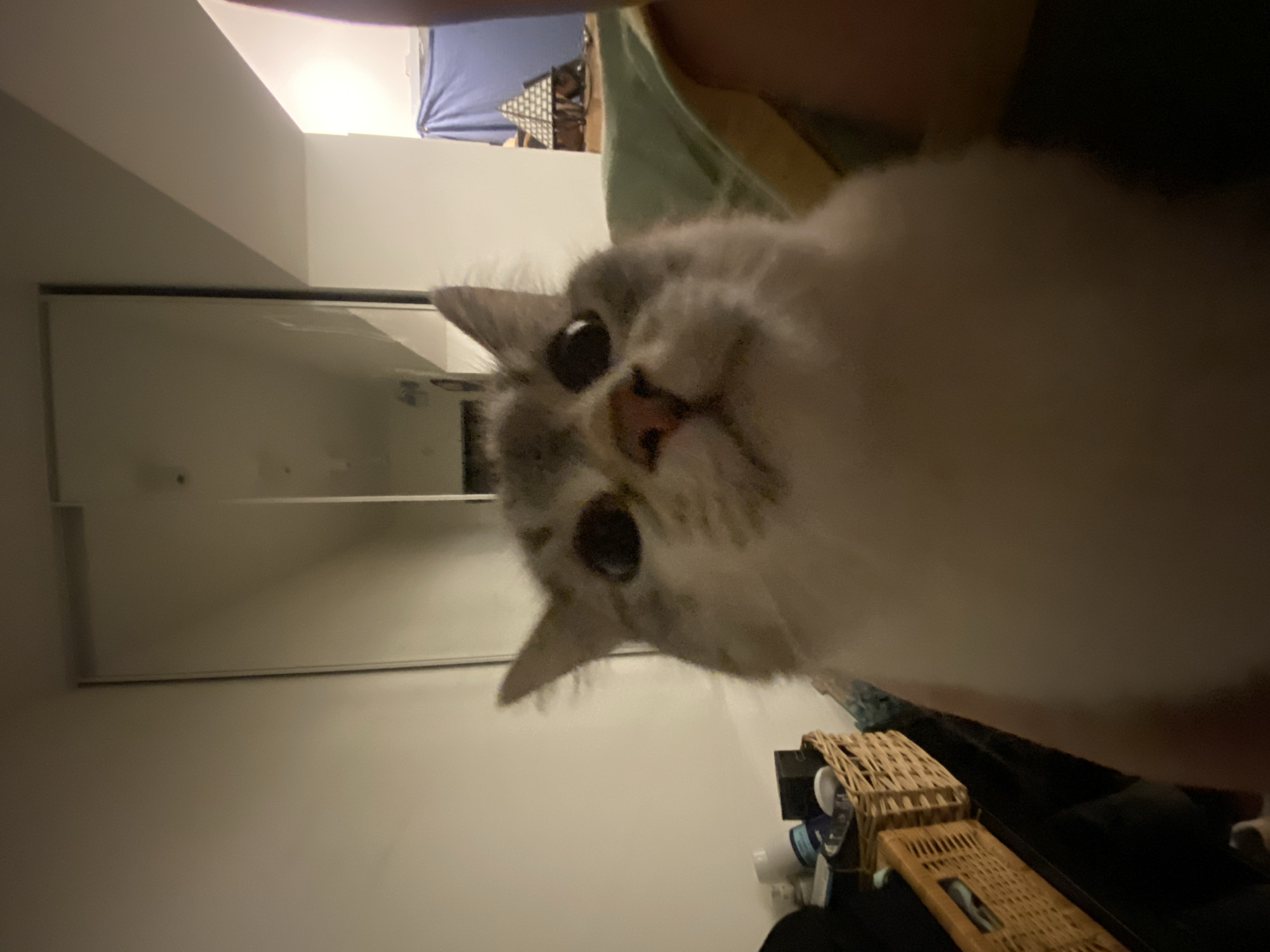 An indoor shot features a fluffy domestic cat looking directly at the camera with large, dark pupils and a pink nose. The cat has white and grey markings on its face and ears. It appears to be held or resting on a person, whose light green or yellow shirt and a portion of their arm/shoulder are visible in the upper part of the frame. A blue fabric, possibly bedding or clothing, is also visible in the background, along with a white wall that has a reflective surface, possibly a mirror or glossy furniture, reflecting parts of the room. In the bottom right, a wicker basket containing various small white and blue containers or bottles is visible, next to a dark, rectangular object. The lighting appears artificial, suggesting an indoor setting, possibly during the evening or night, with reflections visible in the cat's eyes. No specific activity beyond the cat's attentive gaze is depicted. There is no visible text. The setting is a casual indoor environment, potentially a living room or bedroom in Moscow, Russia.