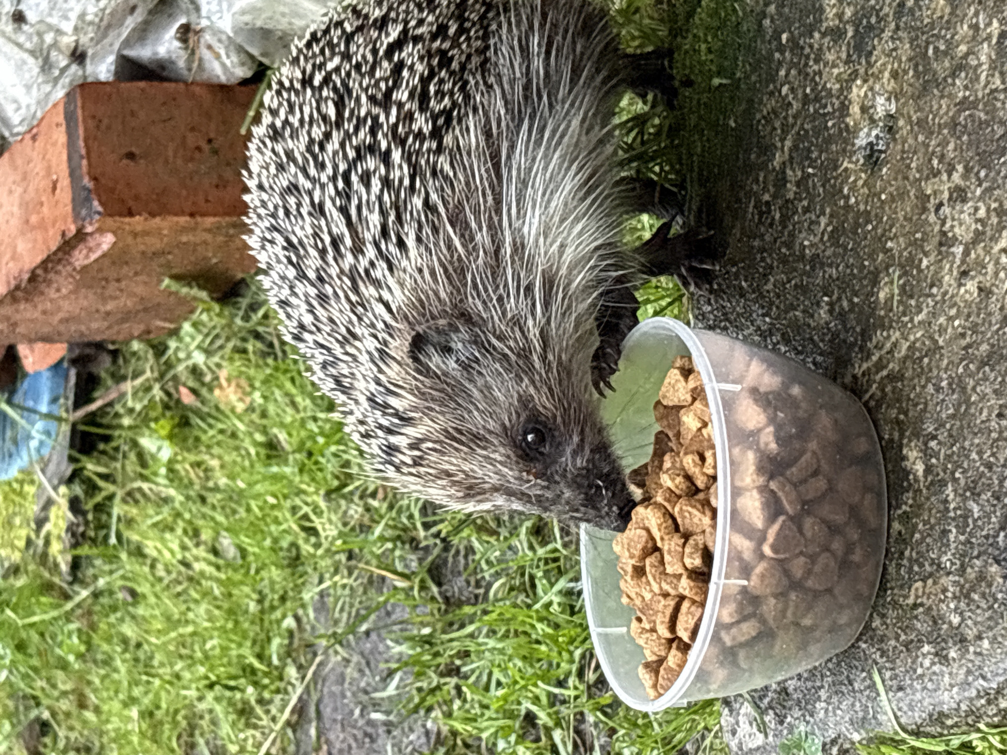 A hedgehog is eating from a clear plastic bowl filled with brown kibble. The bowl is placed on a grey, textured surface. In the background, green grass and a red brick are visible. The image is taken outdoors, likely in a garden or yard setting. The location is not specified to be in the city of Ленинградская, Russia.