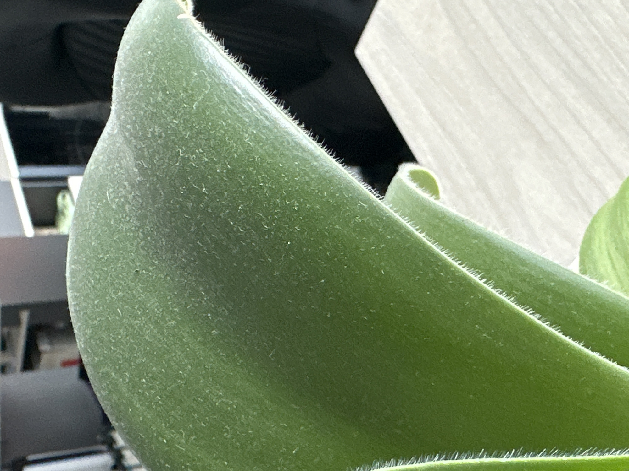 This is a close-up, macro shot of a green succulent leaf. The leaf is thick and fleshy, with a slightly curved surface that is covered in tiny white hairs, giving it a fuzzy texture. The surface of the leaf also appears to have a very fine, dusty coating. The edges of the leaf are fringed with these fine white hairs. In the background, out of focus, are hints of an indoor setting. To the left, there's a dark, blurred object that might be furniture or equipment, possibly with a metallic sheen. To the right, there's a light-colored surface with a wood-grain texture. The lighting appears to be artificial, suggesting an indoor environment. There are no people or explicit signs of activity. The focus is entirely on the intricate details of the succulent leaf. No text is visible in the image.