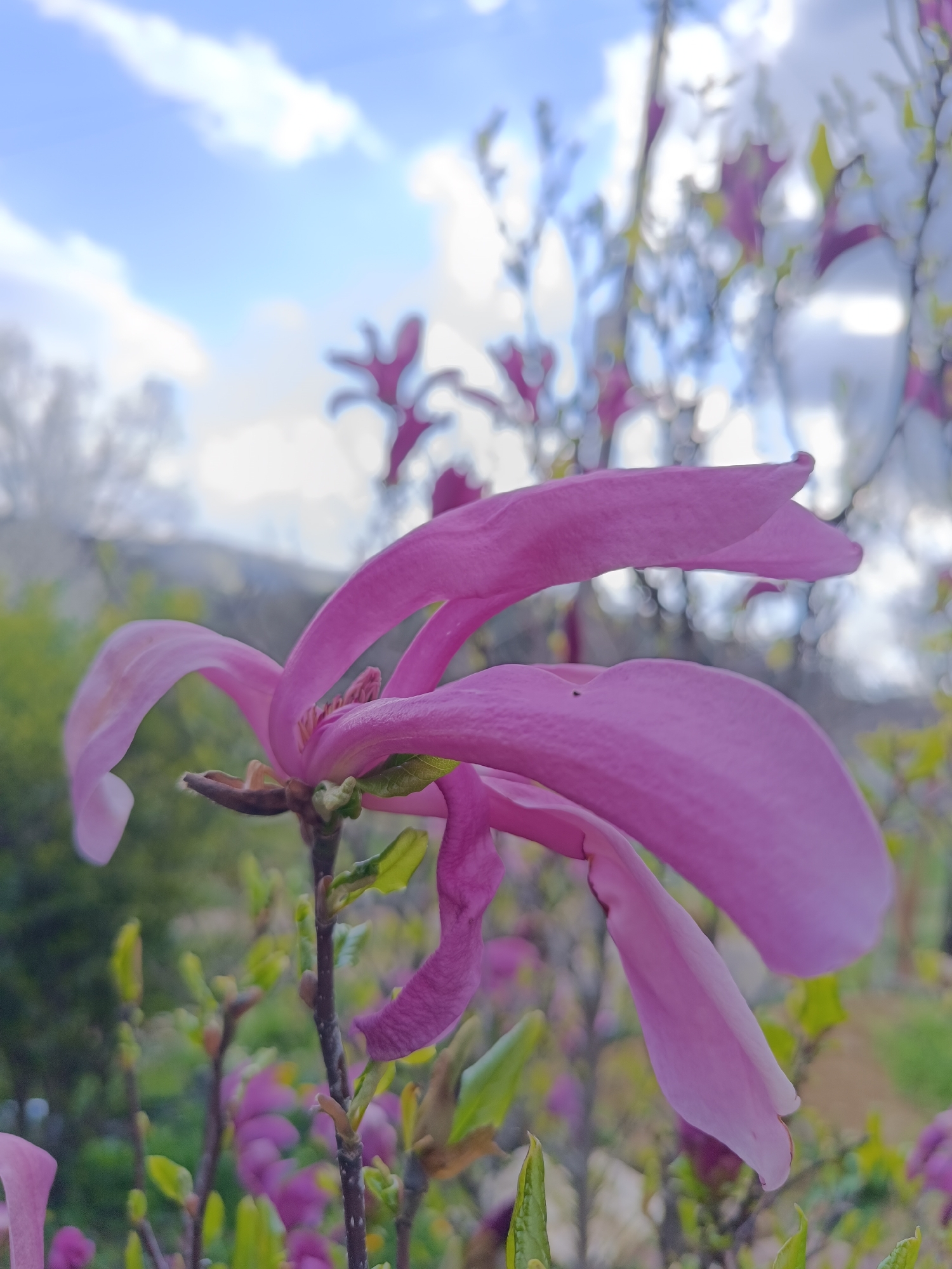 The image shows a close-up of a blooming pink magnolia flower in Balabansko, Bulgaria. The flower is in focus, with long, curved petals. The background is blurred, showing other magnolia flowers, green vegetation, and a sky with white clouds. A few twigs and budding leaves are visible around the base of the flower.