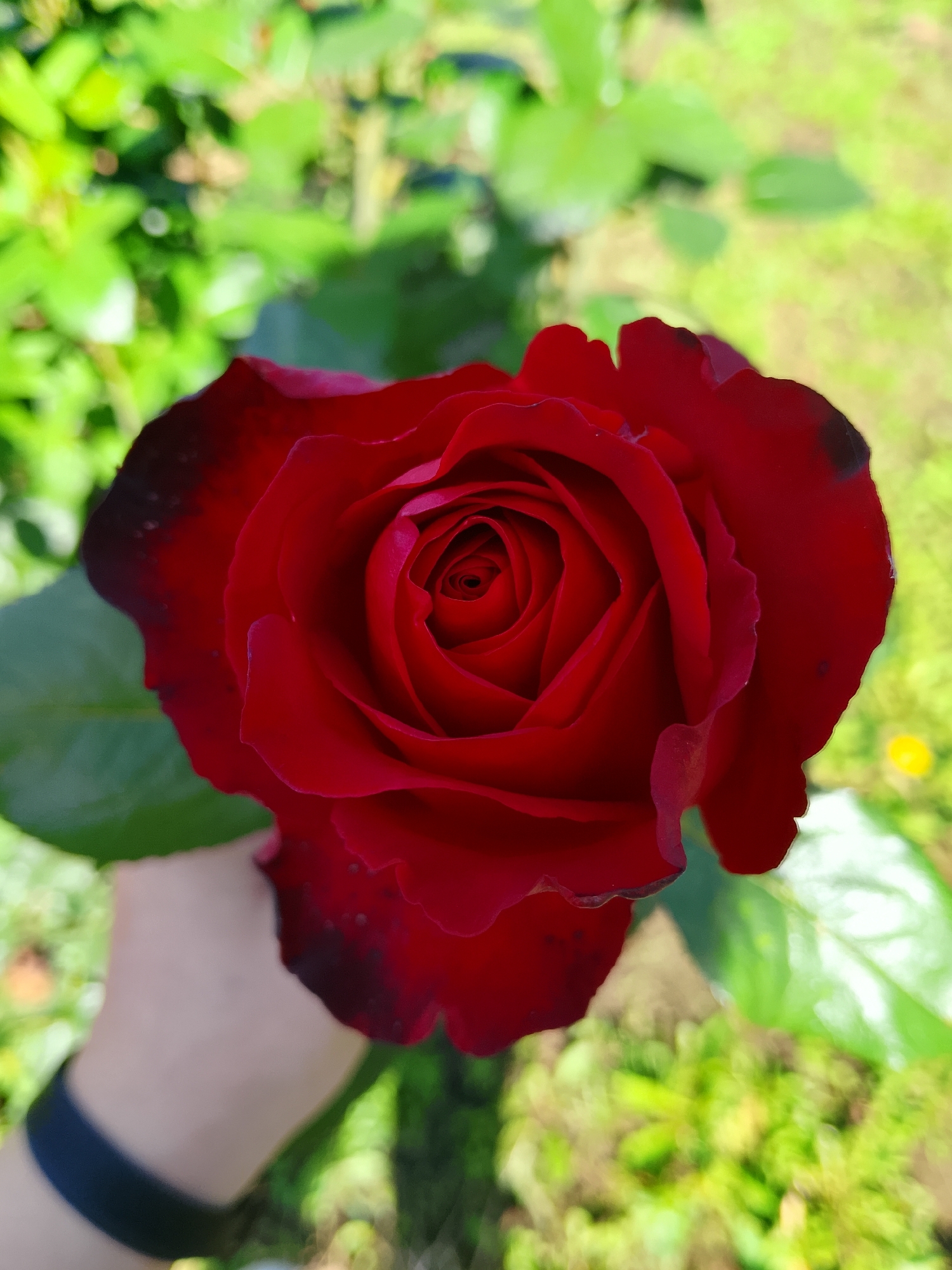 A close-up, eye-level, medium shot captures a deep red rose held by a person's hand in Verkhopol'e, Russia. The rose, with dark edges and a tightly coiled center, is in full bloom, its petals unfurling gracefully. The background is softly blurred, showcasing lush green foliage and dappled sunlight, suggesting an outdoor setting, likely a garden or park. The hand holding the rose is visible from the wrist down, adorned with a black wristband, and is positioned to support the flower from below and the side. The overall impression is one of natural beauty and gentle appreciation of a blooming rose.