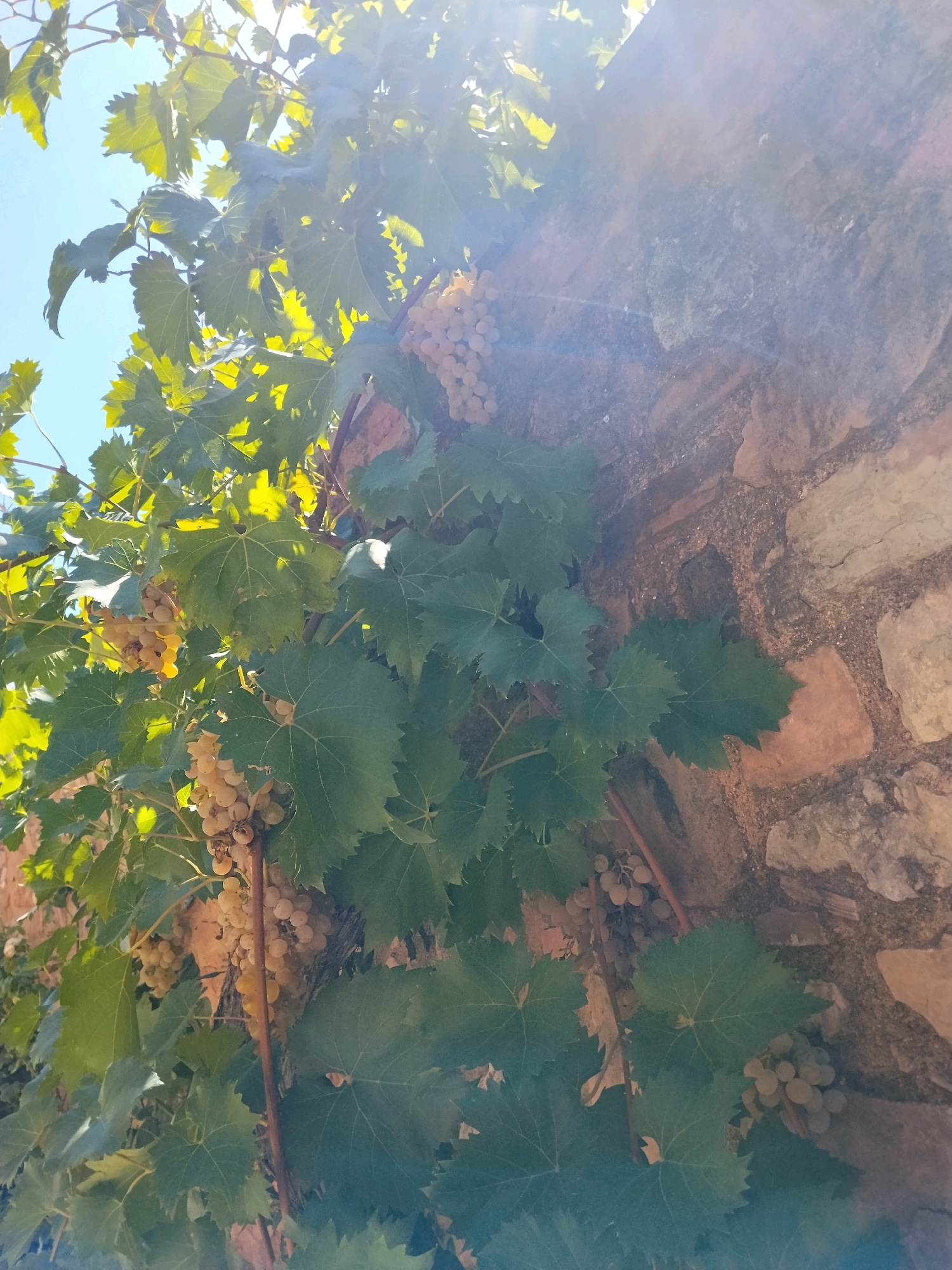 The image depicts a close-up, low-angle shot of a grape vine growing on a weathered stone wall, possibly in Caldes de Montbui, Spain. Several bunches of pale green grapes are visible, hanging amidst large, green grape leaves. The leaves are detailed, with visible veins and serrated edges. Sunlight filters through the foliage, creating bright highlights and lens flare effects, particularly in the upper right portion of the image. The stone wall is constructed of irregular, rough-hewn stones of varying sizes and colors, ranging from light beige to reddish-brown, with visible mortar lines. The overall impression is one of a rustic, sun-drenched setting. There are no people or animals visible in the frame. The composition emphasizes the textures of the grapes, leaves, and stone.