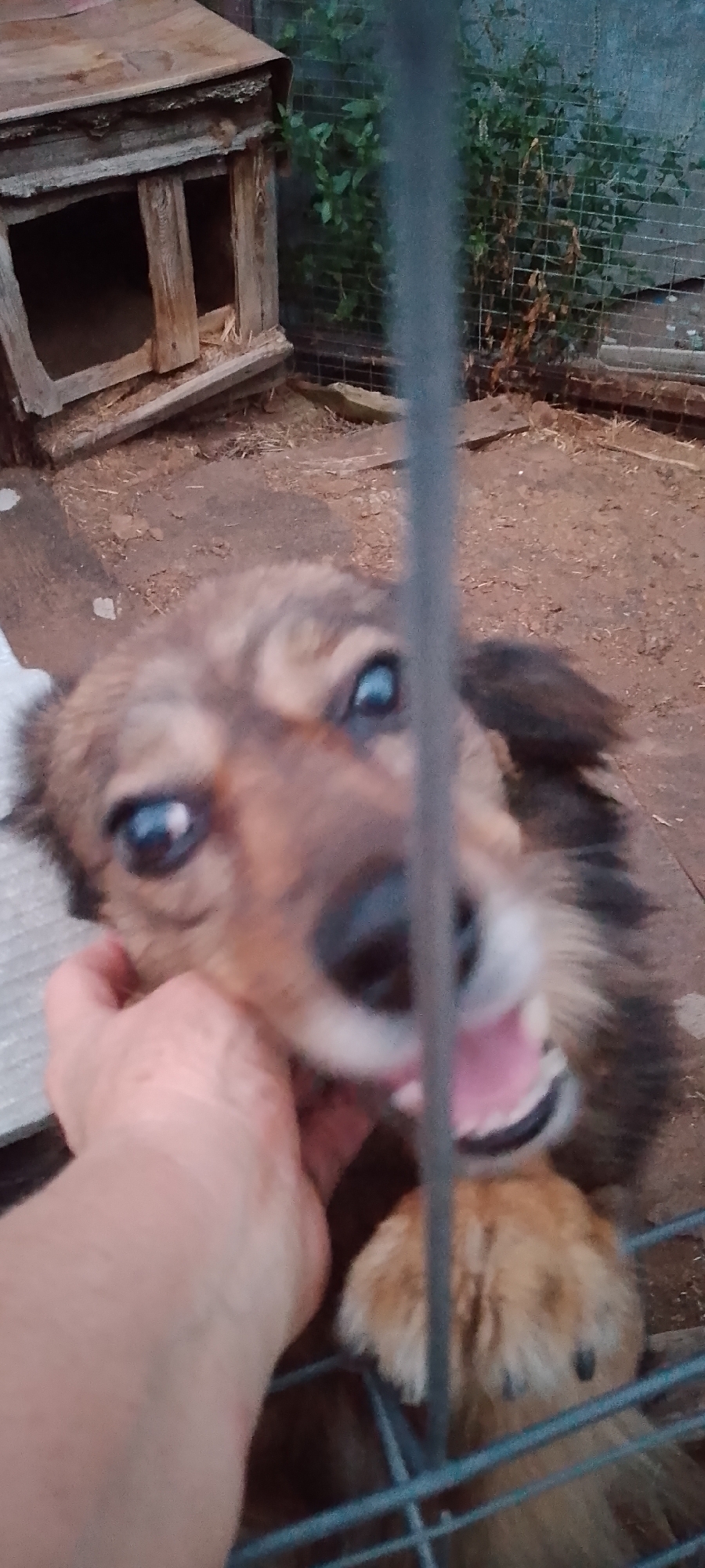 An outdoor scene shows a dog with brown and black fur, with its mouth open and tongue visible. A person's hand is petting the dog on its head, near its left ear. The dog appears to be behind a metal fence or cage. In the background, a dilapidated wooden dog house is visible, along with dry grass, dirt, and a metal fence with foliage behind it. The scene is likely in a yard or outdoor enclosure.