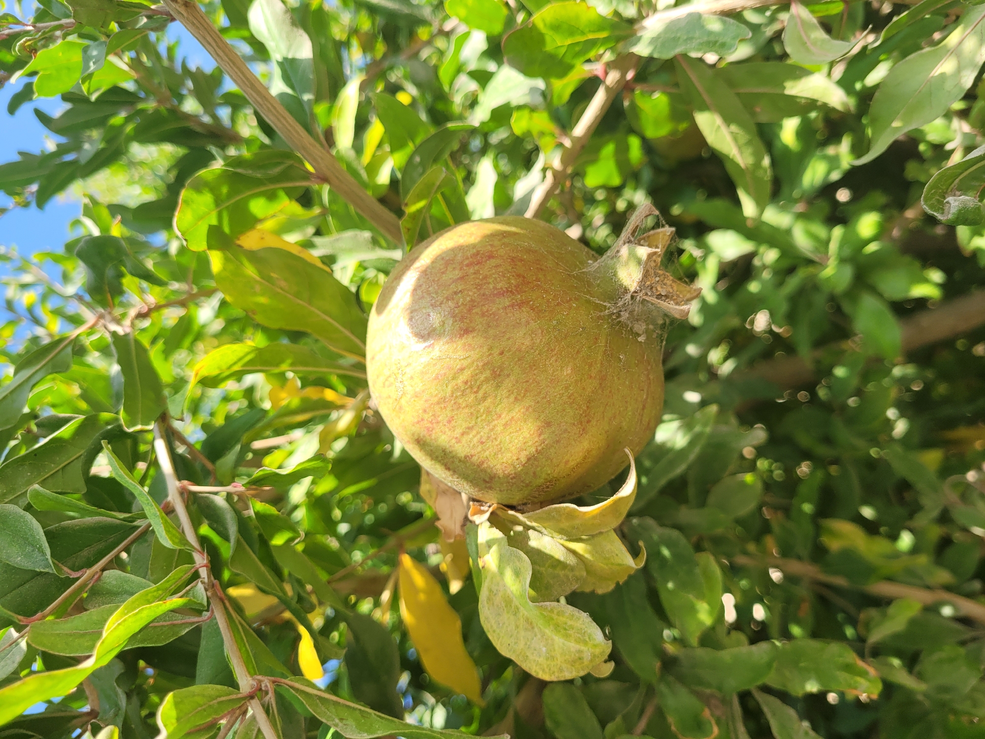 A young, unripe pomegranate fruit hangs from a branch of a pomegranate tree, surrounded by green leaves. The fruit is round and pale green with hints of red blush. A small amount of cobweb is visible on the lower part of the fruit. The background is a blur of green foliage and a clear blue sky, suggesting an outdoor setting. The image was taken in Episkopi, Cyprus, with sunlight illuminating the scene. There are no people or animals visible.