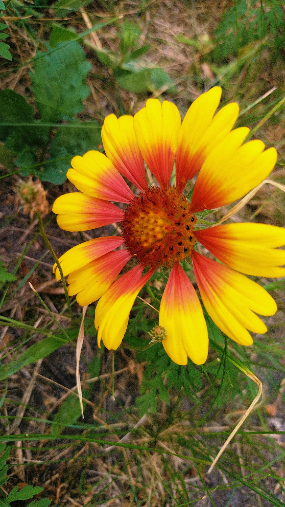 This is a close-up, eye-level, outdoor, vertical, full-shot photograph of a single, vibrant flower. The flower, likely a type of Gaillardia or Indian Blanket, is dominant in the frame, positioned slightly to the right of center. Its petals are bi-colored, transitioning from a bright yellow at the tips to a deep reddish-orange closer to the center. The central disk of the flower is a rich, textured brown, with visible florets.
The flower is surrounded by its natural environment, consisting of dry, straw-like grass and green foliage. The background is softly blurred, indicating a shallow depth of field, which helps to isolate the flower. Several blades of grass and a few small buds or seed heads are visible around the flower.
The lighting appears natural, possibly overcast or late afternoon, casting soft shadows and highlighting the flower's textures and colors. There are no people or artificial structures present in the image. The overall impression is one of a natural, wild setting.
Without further context or visual cues, it is impossible to determine the specific location within Horishni Plavni, Ukraine. The scene depicts a common natural landscape element that could be found in a park, field, or garden in that region.
