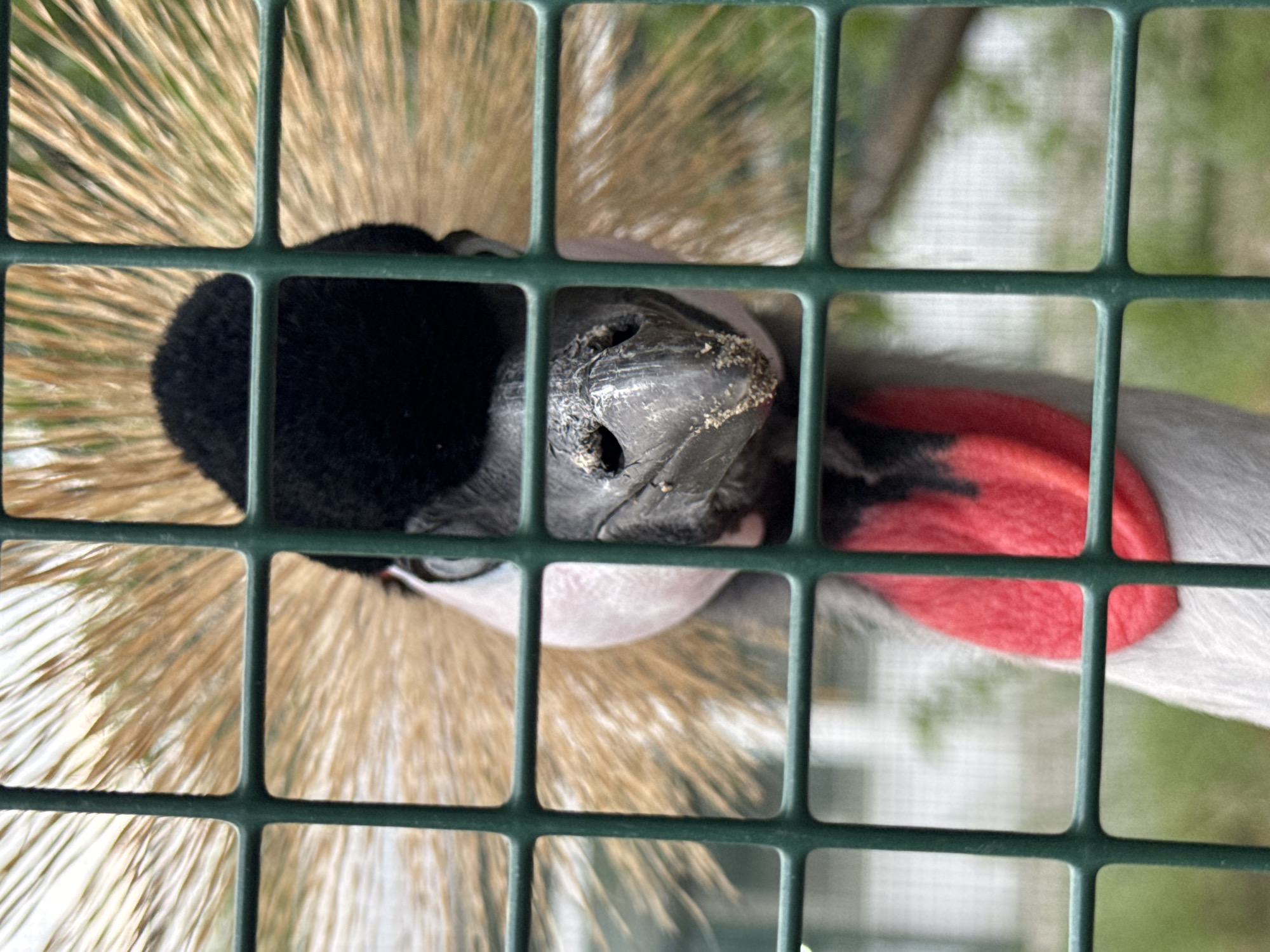 A close-up shot captures the head of a crowned crane behind a green metal fence. The bird has a black crest and a grey face with a prominent red wattle on its neck. Its beak is grey and dusty. The background is blurred, showing greenery and a hint of a building. The image appears to be taken at the Rostov Zoo in Rostov-on-Don, Russia, based on the context provided.
