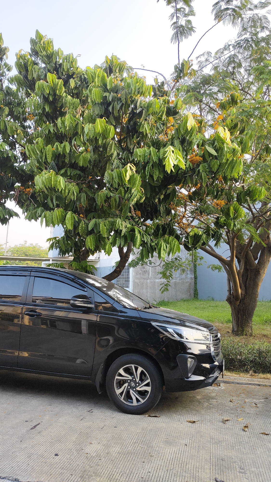 A black SUV is parked on a concrete surface, positioned in the foreground and slightly to the left of the frame. The vehicle is facing right and is partially obscured by a large tree with lush green leaves and small yellow flowers, which dominates the central and left portions of the image. Behind the tree and SUV, a light-colored building with a blue-tinted upper section and a grey lower section is visible. Green grass and bushes are present behind the building. The sky is clear and bright, suggesting daytime. The overall scene appears to be an outdoor setting in a residential or commercial area.