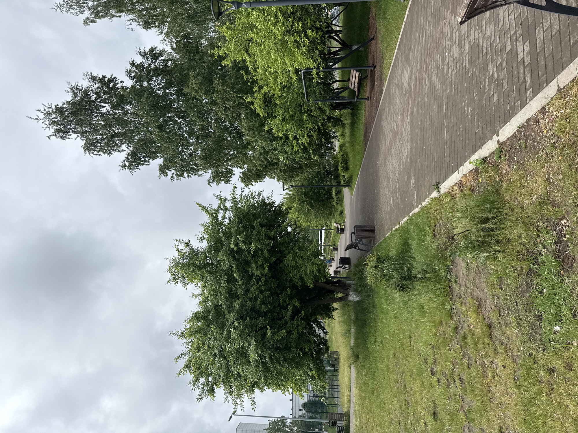 The image displays an outdoor scene, likely a park or a public green space, centered around a paved walking path. The path, made of greyish-brown rectangular pavers, extends into the distance, bordered on both sides by vibrant green grass. Along the path, numerous mature trees with dense, green foliage create a natural canopy. Several dark-colored park benches with wooden slats are placed intermittently beside the path, some integrated with simple metal exercise equipment structures. Tall, dark lampposts are also visible along the walkway.
The sky is overcast with soft, light grey clouds, indicating a cloudy or gloomy daytime. No people or specific activities are observable, suggesting a quiet and serene environment. In the background, beyond the trees, faint architectural outlines of buildings or structures can be discerned. The overall impression is one of a well-maintained, tranquil recreational area. There is no visible text in the image. The setting is identified as Chaikovsky, Russia.