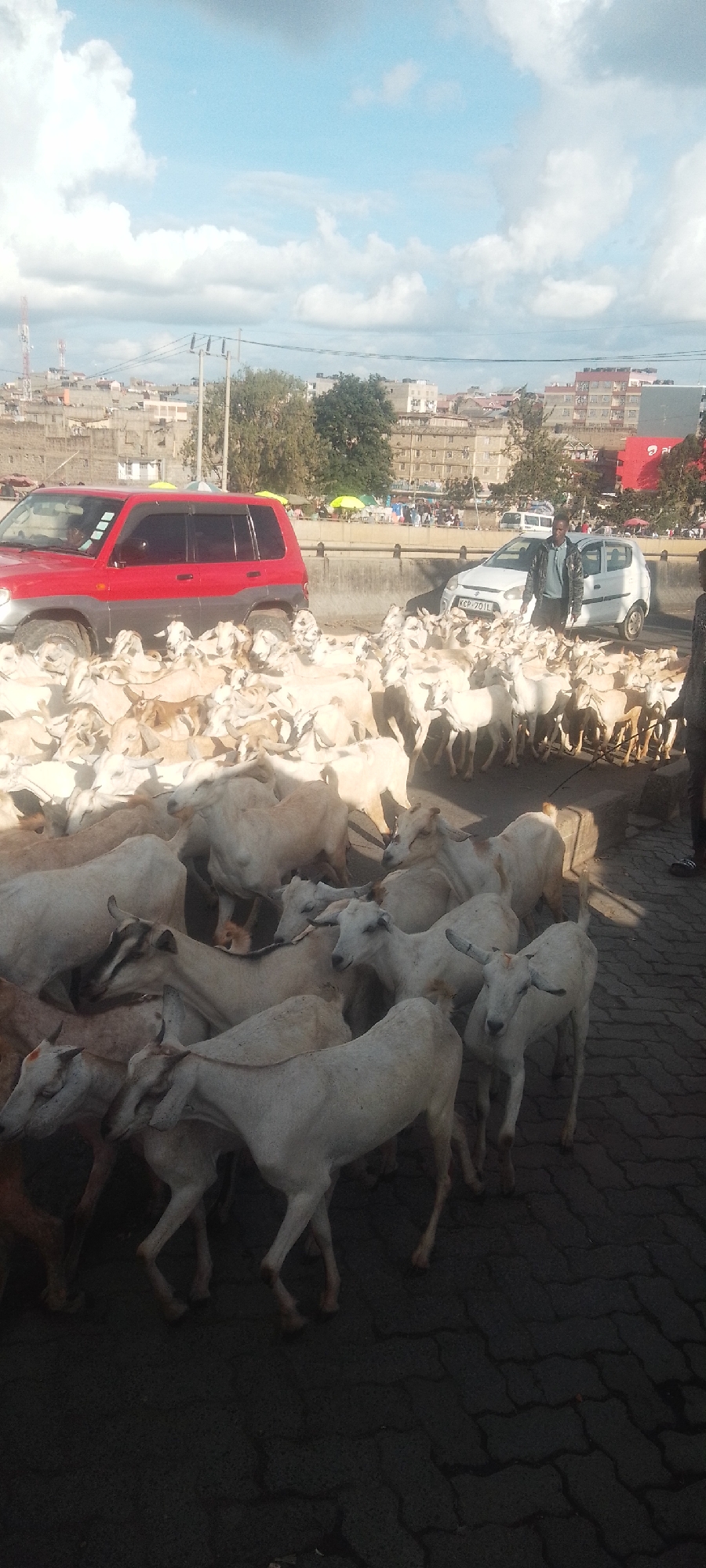 The image shows a large herd of white goats on a paved street in Nairobi, Kenya. The goats fill the foreground and partially obscure a red SUV and a white car. A man in a jacket stands near the white car, apparently herding the goats. In the background, there are buildings, trees, and other vehicles, typical of an urban setting. The sky is blue with scattered clouds. The scene suggests the goats are being moved through a busy city environment.