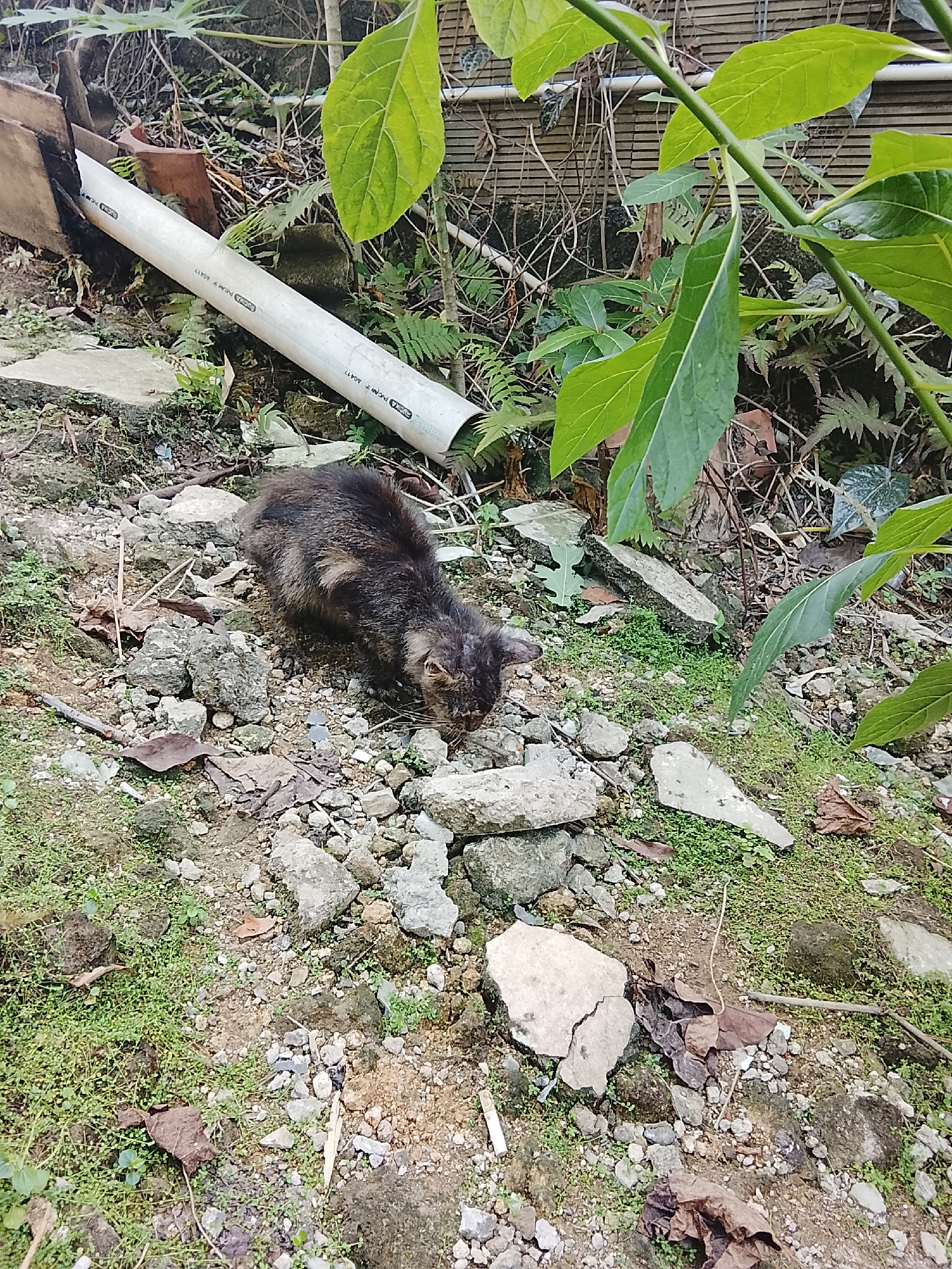 A dark-furred animal, possibly a civet or a stray cat, is foraging on a patch of rocky ground with sparse green vegetation and fallen leaves. The animal is positioned in the lower center of the frame, with its head down, appearing to sniff or eat something on the ground. Behind the animal, a section of white PVC pipe runs diagonally from the upper left to the middle right of the image. The environment appears unkempt, with scattered stones, broken concrete, dry leaves, and overgrown plants. In the background, a wooden structure and a light-colored wall with a textured pattern are visible. The scene is outdoors, likely in a less maintained area within a residential or industrial zone of East Jakarta, Indonesia, given the presence of construction materials like the PVC pipe and broken concrete.