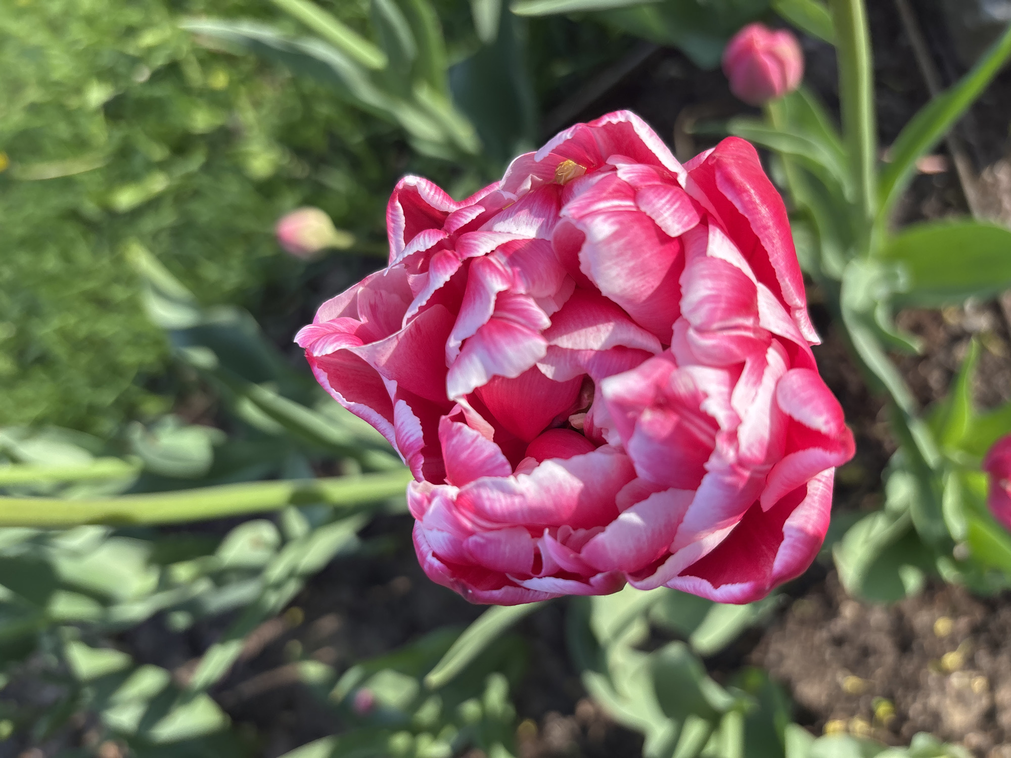 A close-up shot shows a partially bloomed tulip flower with red and white striped petals. The flower is surrounded by green stems and leaves. A tulip bud can be seen in the background. The location is unspecified.