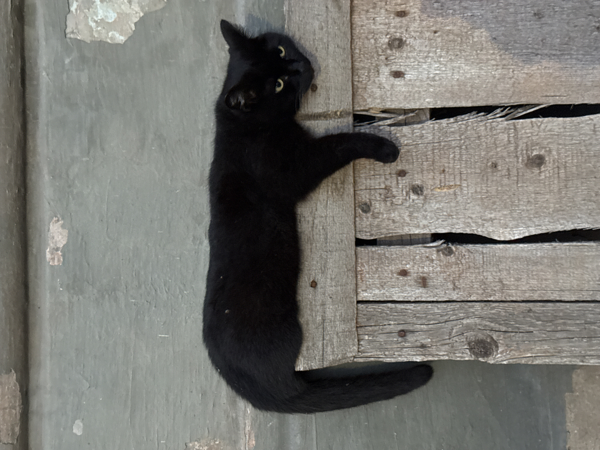 The image shows a black cat lying on weathered wooden planks. The cat is positioned vertically in the frame, with its body stretched along the planks. Its head is turned to the left, and its yellow eyes are clearly visible. The cat's paws are extended, with one paw resting on the planks and the other slightly extended. The wooden planks appear old and worn, with visible grain and some signs of damage. The background is a textured gray surface, possibly a wall or ground, with some chipped paint. The lighting suggests it is daytime. The overall scene appears to be outdoors, given the natural textures and materials. The image does not contain any visible text.