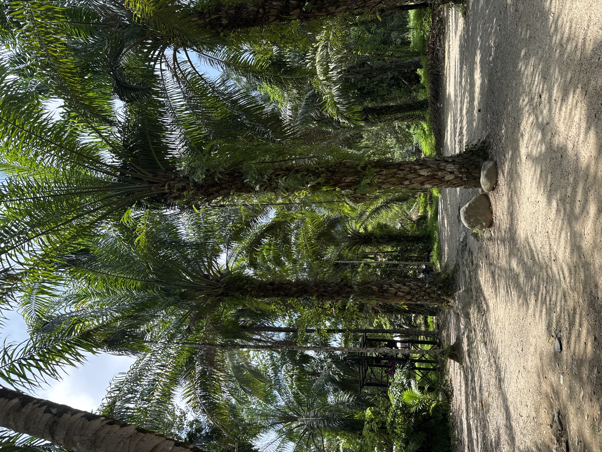 The image shows a row of palm trees along a dirt path in Tambon Song Phraek, Thailand. The trees are tall and have green fronds. The dirt path is light brown and has shadows from the trees. There are two rocks at the base of one of the trees. There appears to be a structure to the left of the path. The sky is visible through the trees.