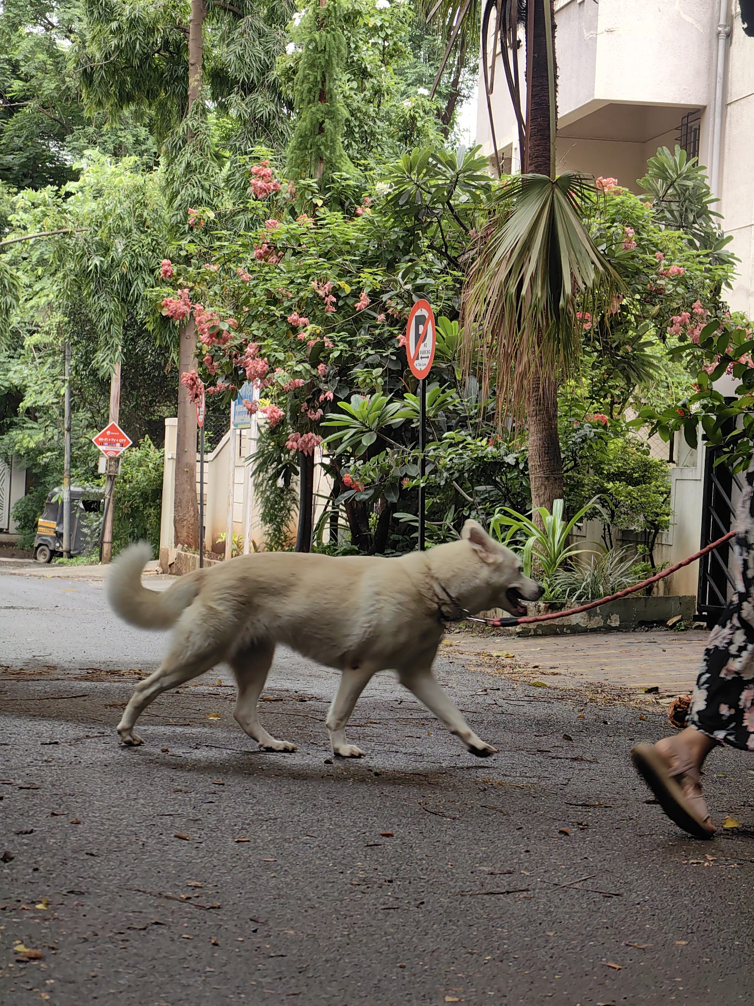 In Pune, India, a light-colored dog with a curved tail is walking on a wet asphalt street, leashed by a red rope held by a person whose legs and feet, wearing floral-patterned pants and sandals, are visible on the right. The dog is in motion, with its mouth slightly open. The background features lush green trees, some bearing clusters of pink flowers. A palm tree stands prominently in the mid-ground. Road signs, including a red and white circular "No Parking" sign, are visible on the left, along with a parked three-wheeled auto-rickshaw and a pole with another red, diamond-shaped sign. A light-colored building is situated behind the greenery. The overall scene suggests a residential area in Pune with a dog being walked on a street after rainfall.